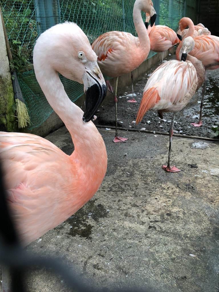 長野 須坂市動物園 飼育員日誌 フラミンゴの いちばんちゃん 餌やりの時 真っ先に 産経ニュース