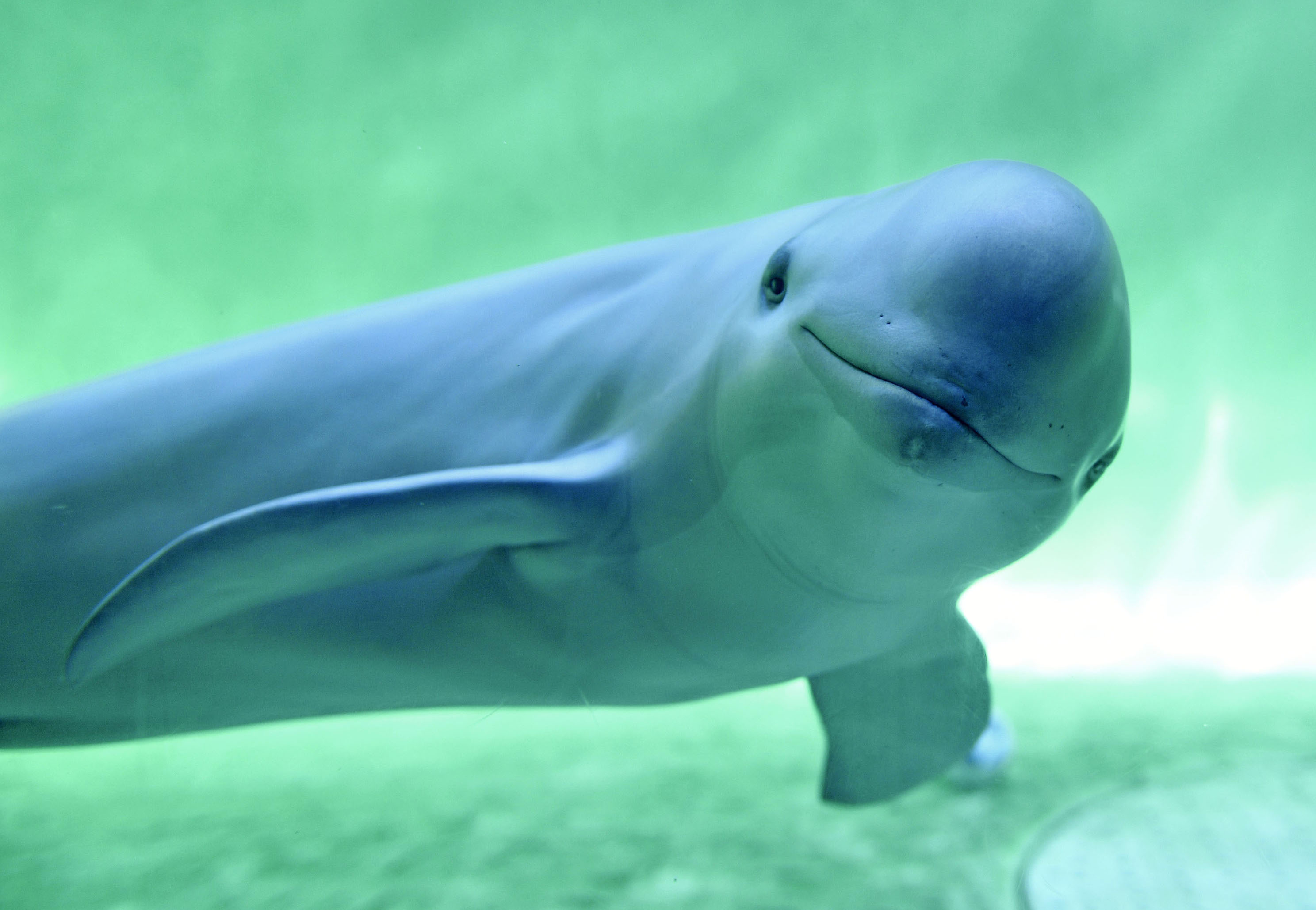 国内最高齢のスナメリ死ぬ 三重・鳥羽水族館「貴重な知見を残した