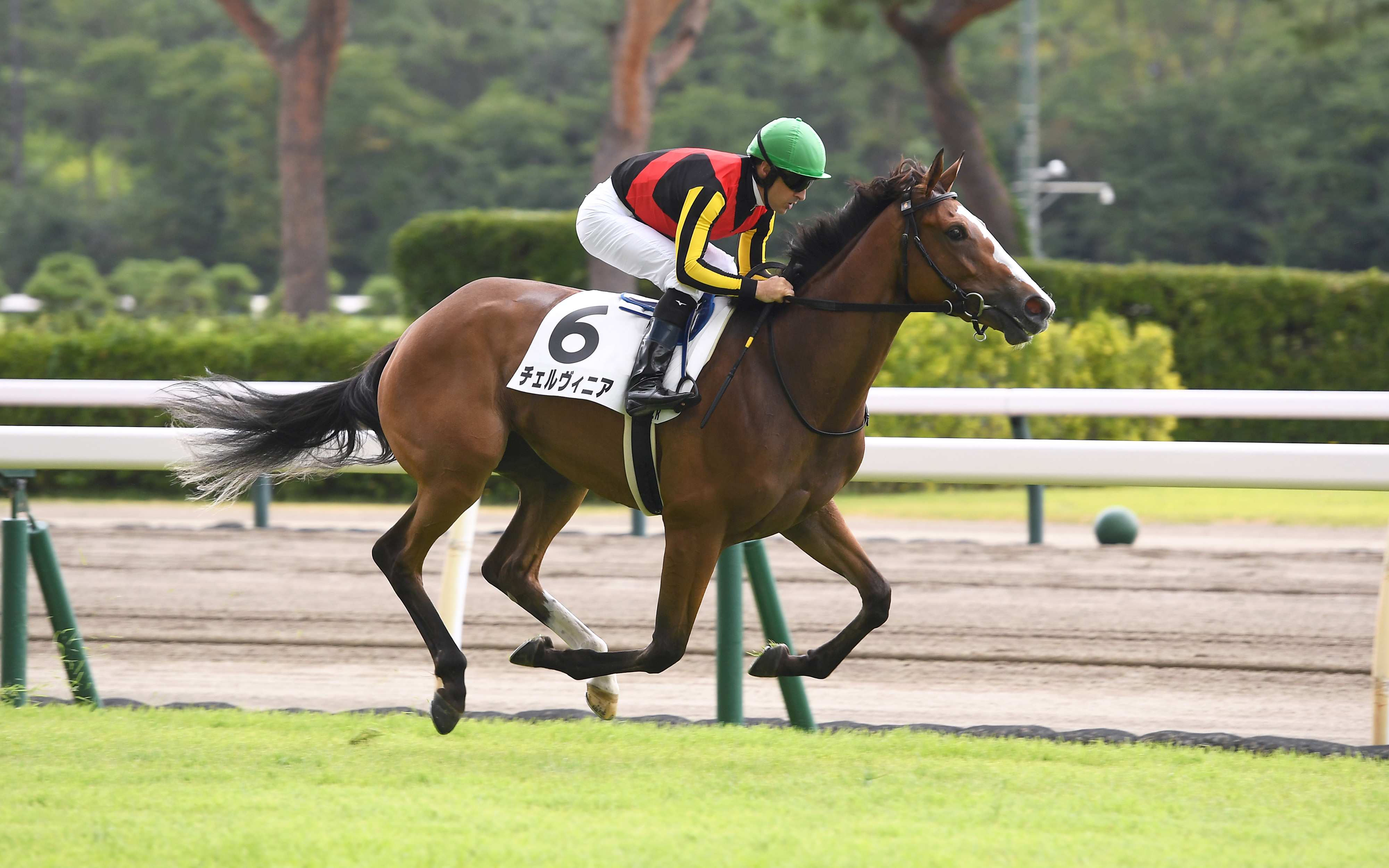 【アルテミスＳの注目点】兄姉は重賞勝ち馬、良血馬２頭は重賞初 ...