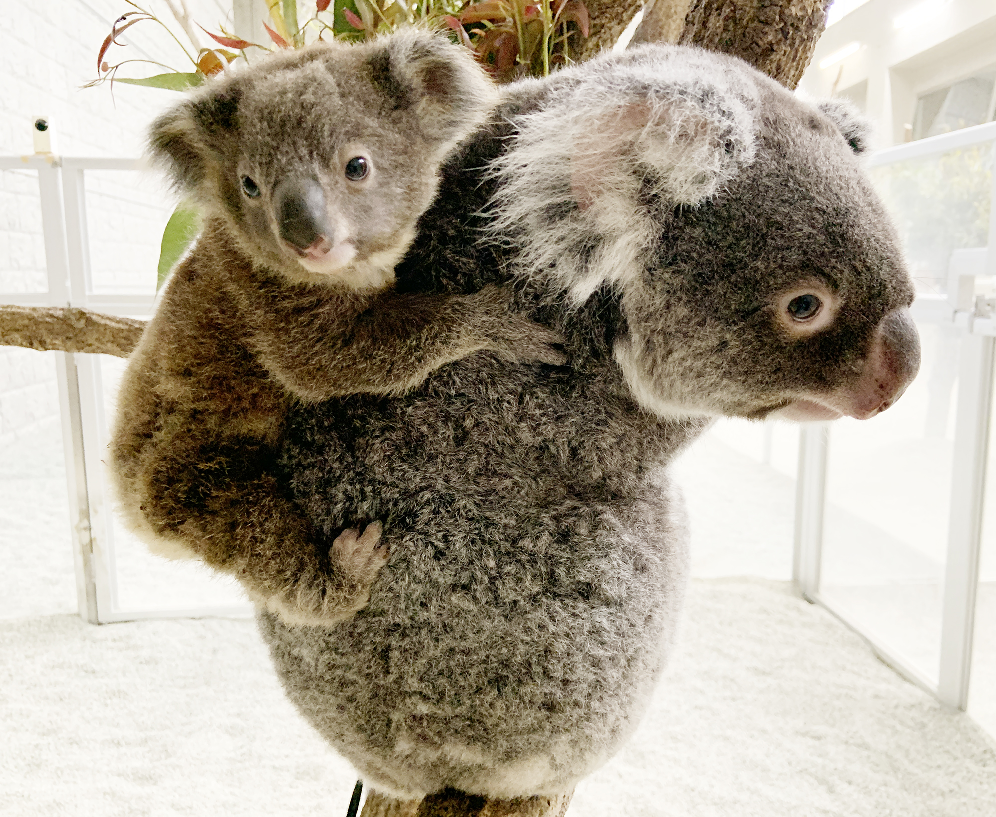 淡路島のコアラの赤ちゃん、雄ではなく雌だった 名前も「ナギ」に