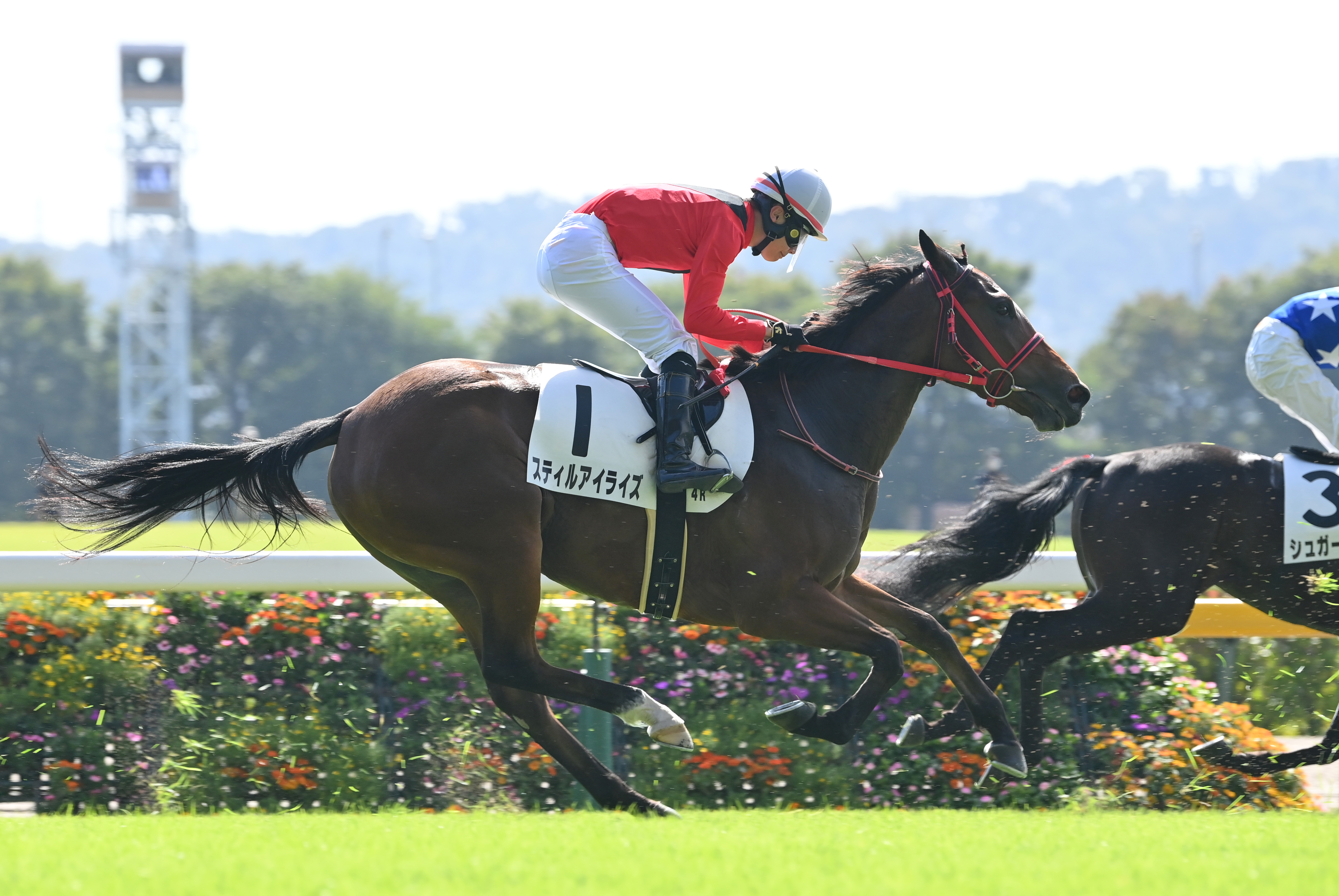 2歳新馬・東京4R】ウオッカとダイワスカーレットの血を引く
