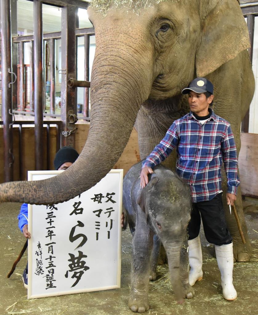 赤ちゃんゾウの名 ら夢 に決定 千葉 市原ぞうの国 産経ニュース