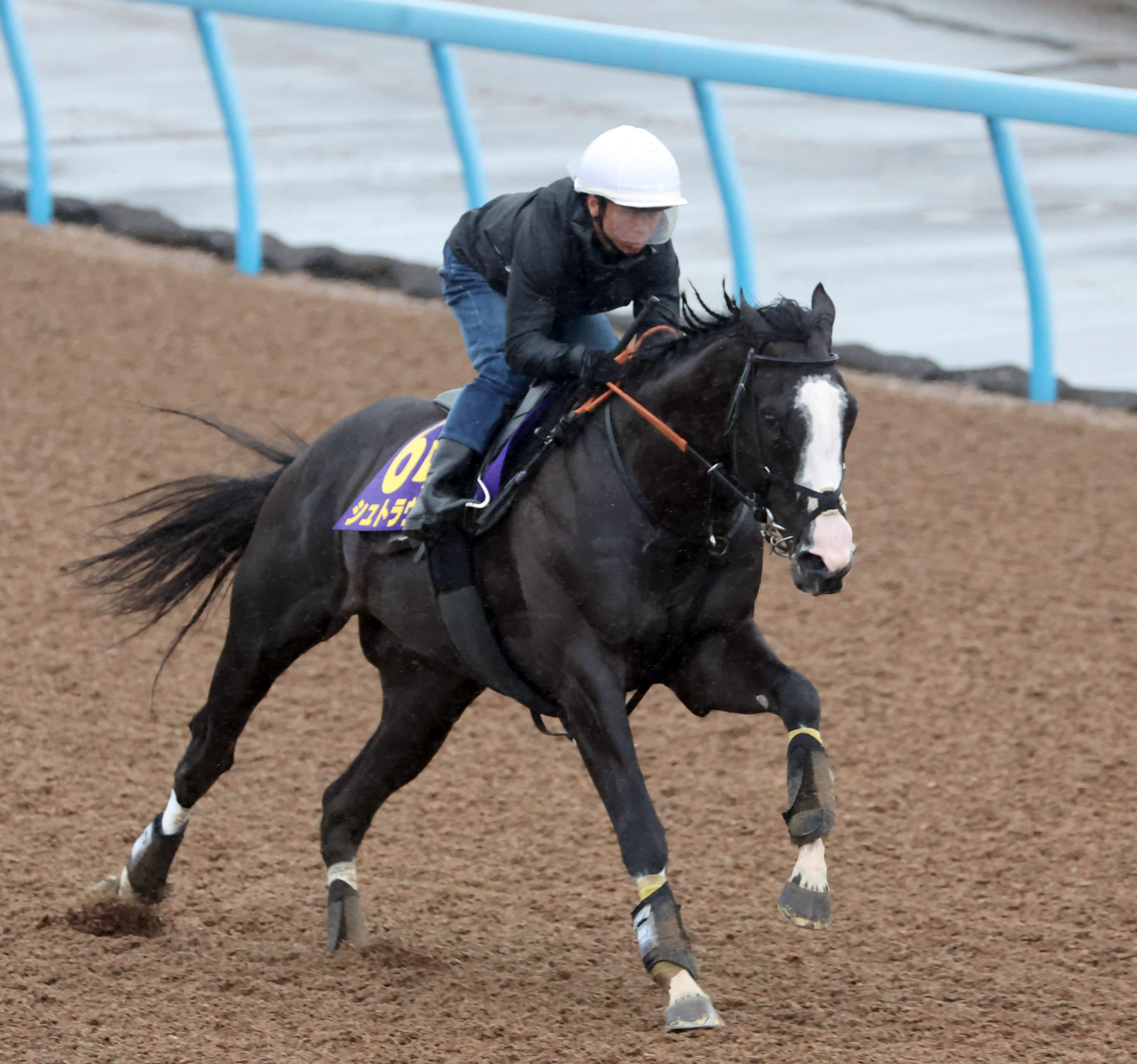 貴重】JRA−VANシュネルマイスターNHKマイル勝利レースパネル 貴重】JRA−VANシュネルマイスターNHKマイル勝利レースパネル