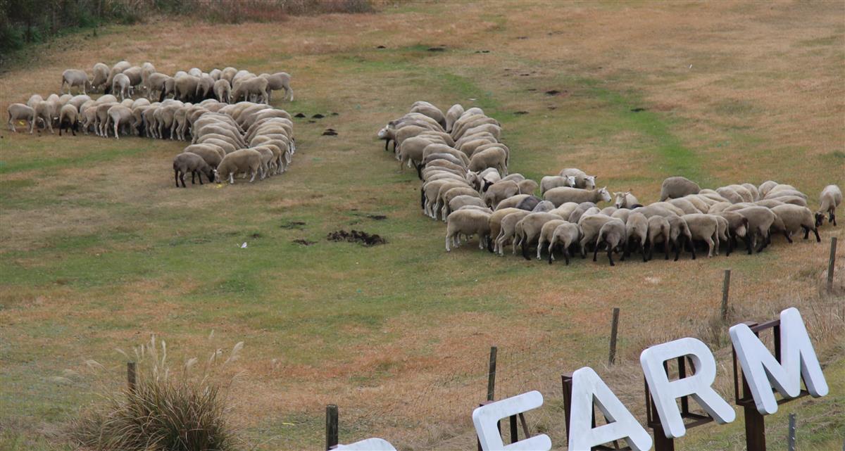 ２００頭のヒツジが うし に 千葉県のマザー牧場 産経ニュース