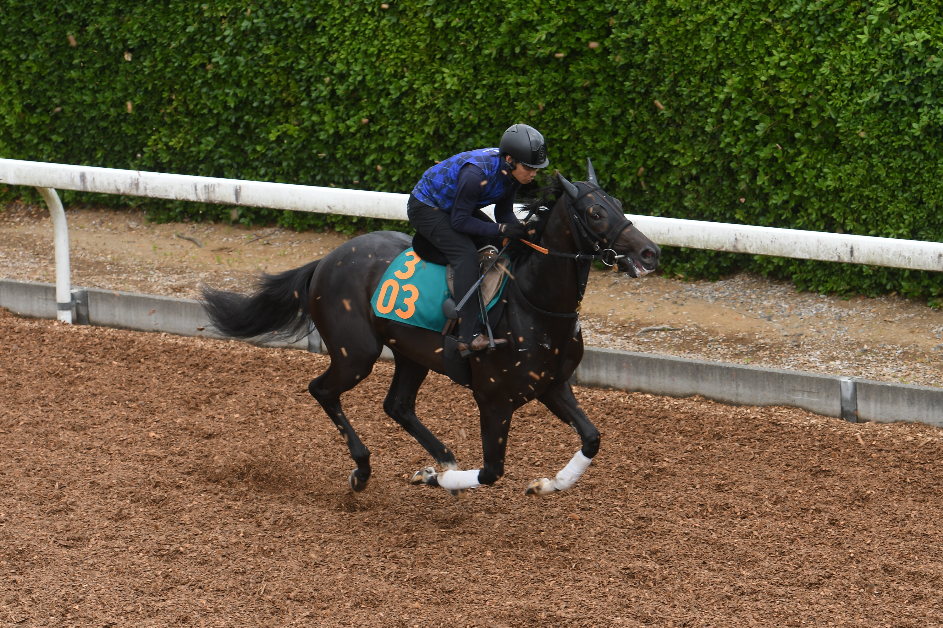競走馬 POG調査隊】アトミックリーチはセレクトセールで2億8000万円で落札され