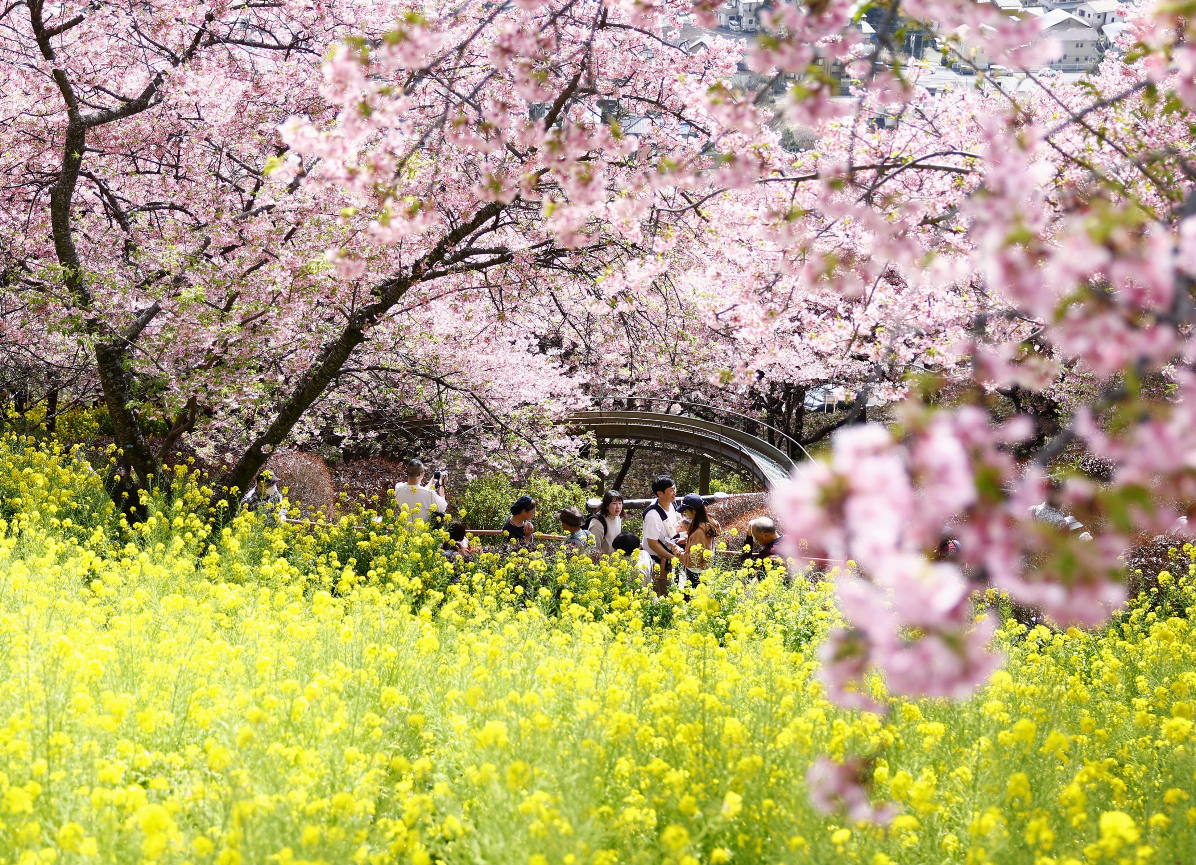 山肌彩る桜と菜の花 神奈川・松田町 - 産経ニュース