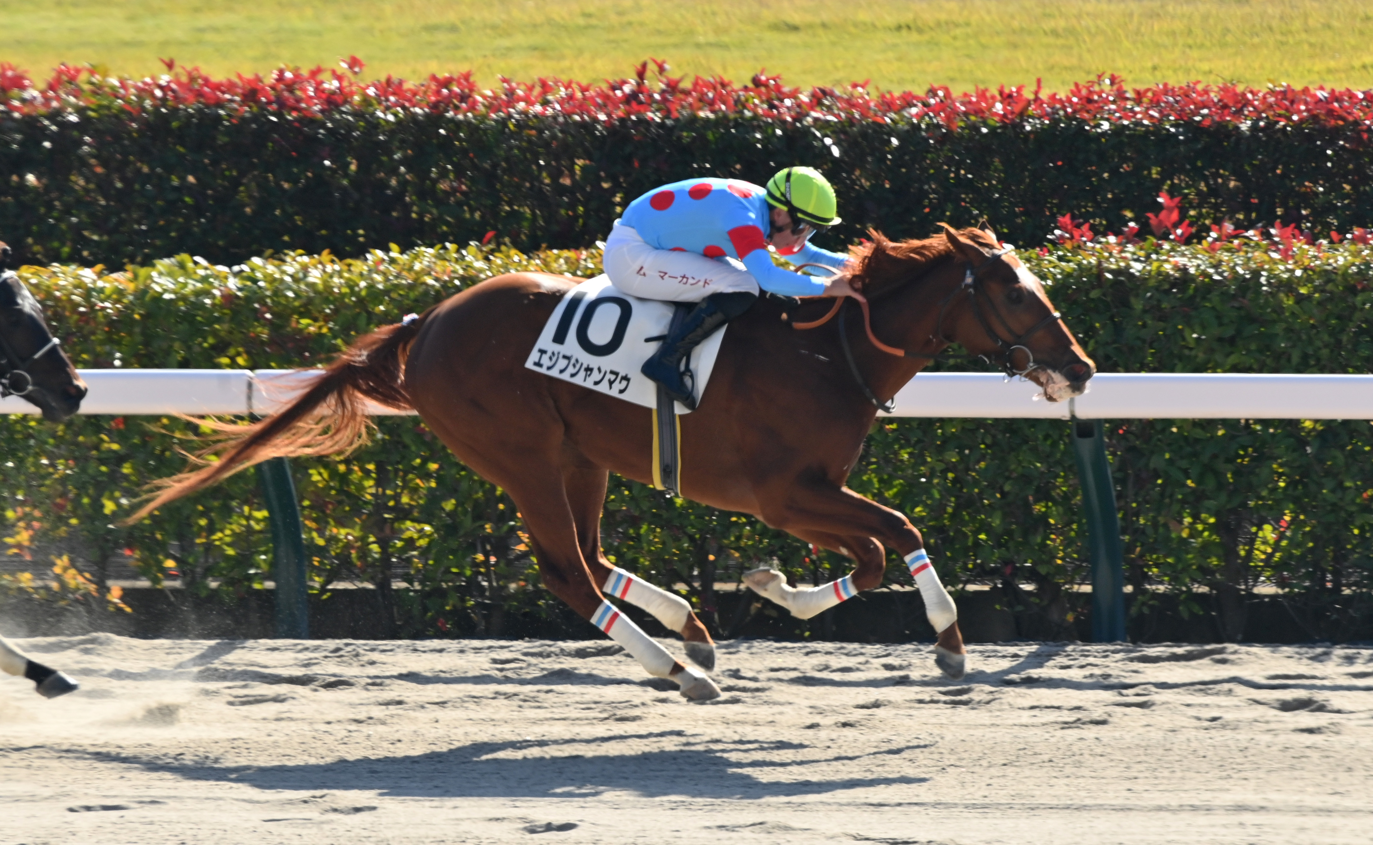 2歳新馬・東京5R】エジプシャンマウが差し返して突き放す マーカンド