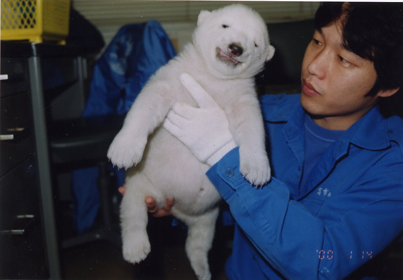 がんばれ！しろくまピース 人工飼育でそだったホッキョクグマの赤ちゃん 文溪堂 がんばれ！しろくまピース 人工飼育でそだったホッキョクグマの