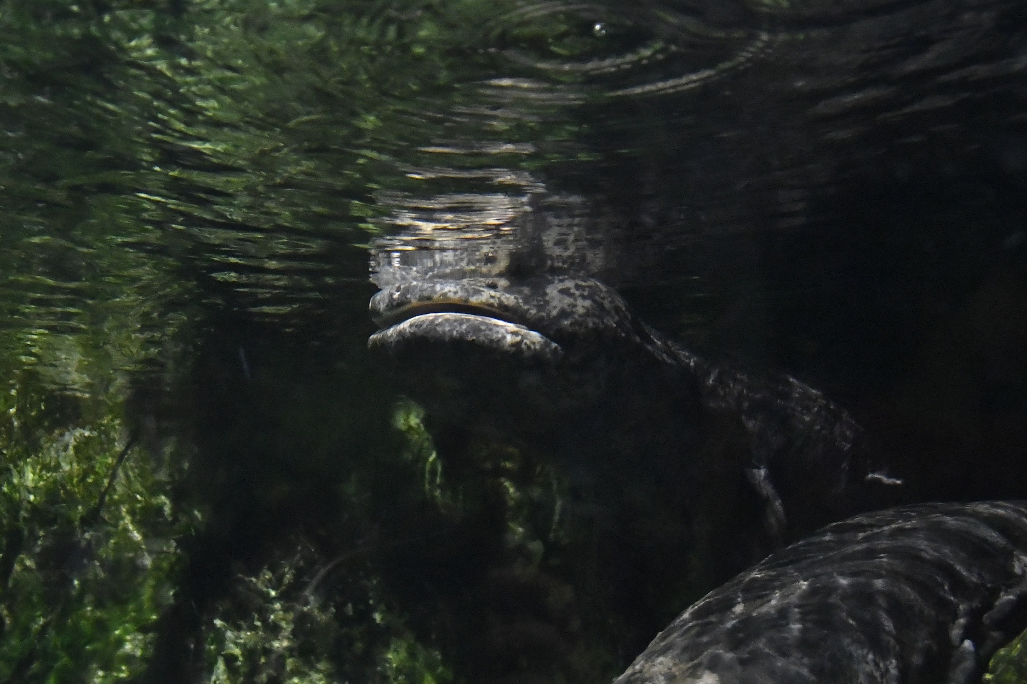 止まらないオオサンショウウオ愛…京都水族館で8時間耐久の息継ぎ観察会