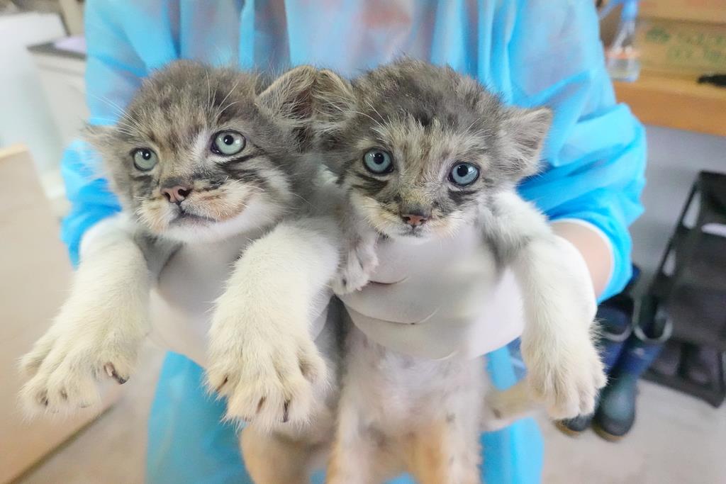 写真30枚】もふもふずんぐりの「世界最古の猫」 大人気マヌルネコの