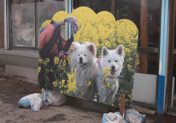 青森のブサかわ犬 わさお は育ての母の遺言を守った 記者の胸は熱くなった でも気になる今後 1 5ページ 産経ニュース