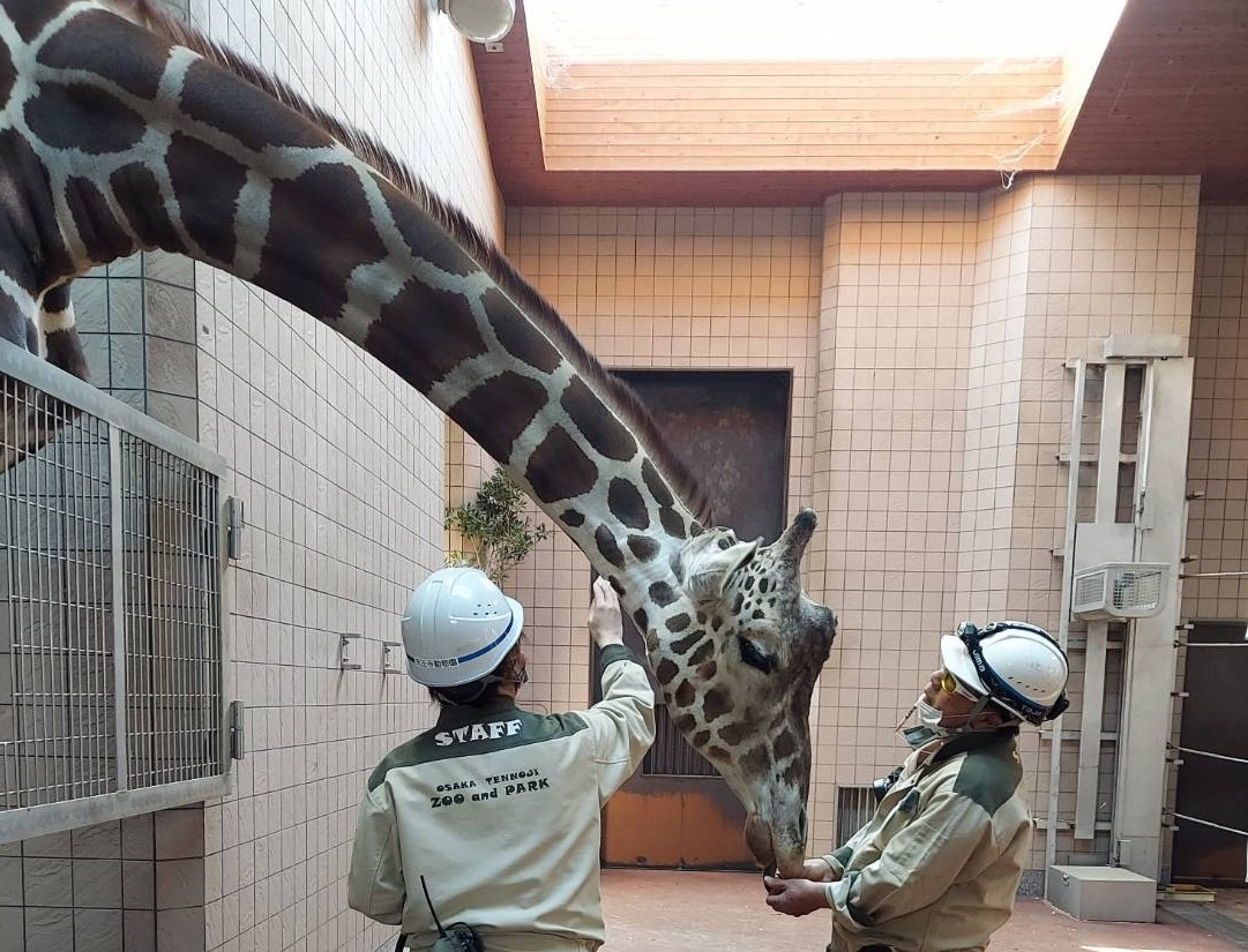 園長は獣医さん キリンの首から難なく採血する妙手 産経ニュース