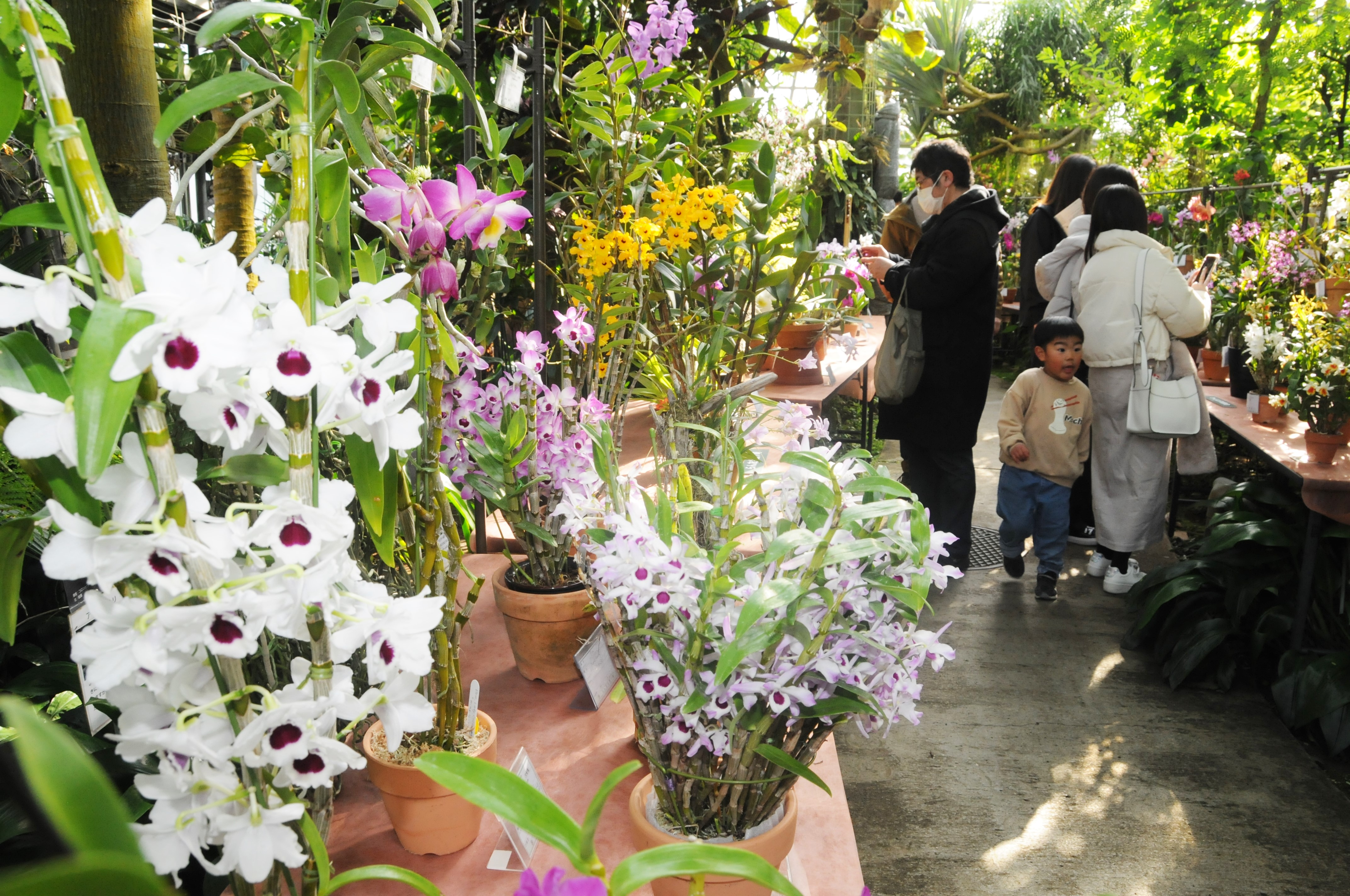 世界初公開の青いランも 茨城 筑波実験植物園で つくば蘭展 産経ニュース