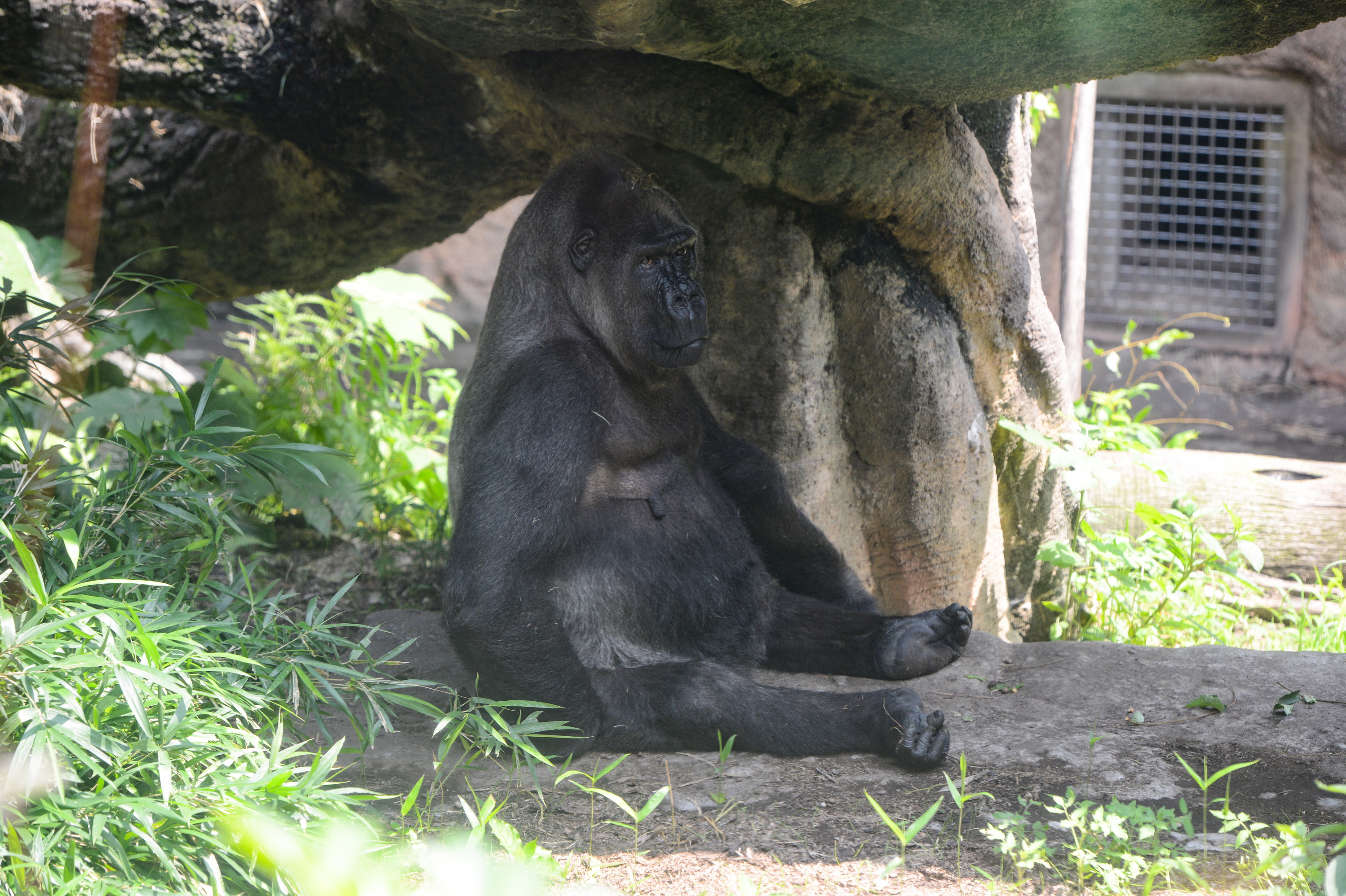 いきもの語り 上野動物園の最長寿ニシゴリラ永眠 新しい命がつなぐ 産経ニュース