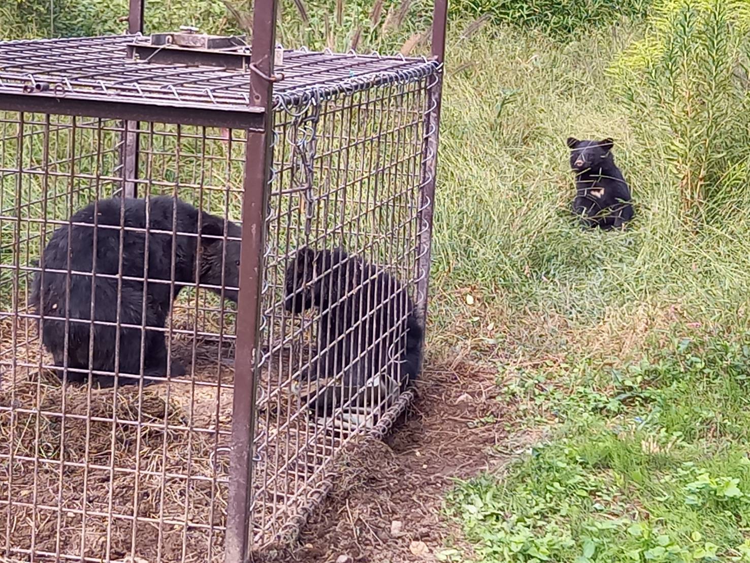 【 クマさん ご確認用 】 確認用 くまさん クマ専用 クマさん ご確認用 】 ZX プロテクター