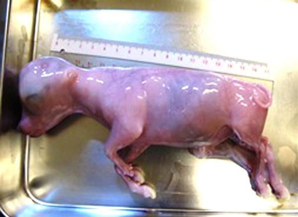 ウシのｉｐｓ細胞から初の胎児 家畜の品種改良へ応用期待 産経ニュース