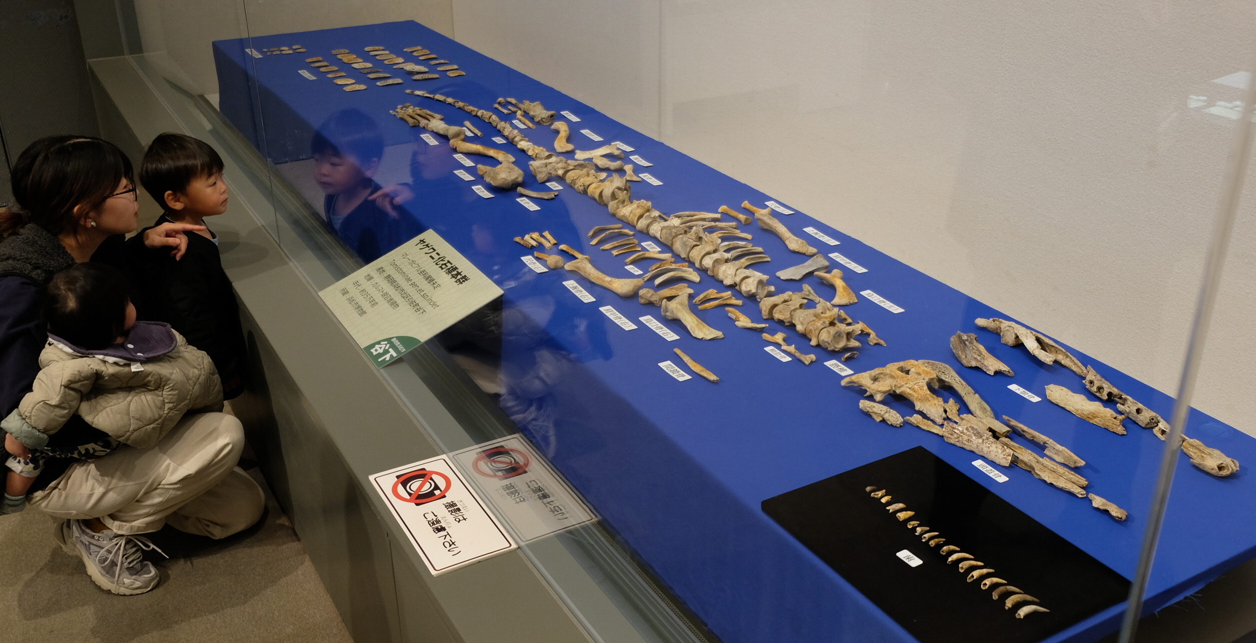 古代ワニが生きた時代を体感、ゾウ骨格と見比べも 滋賀・多賀町立