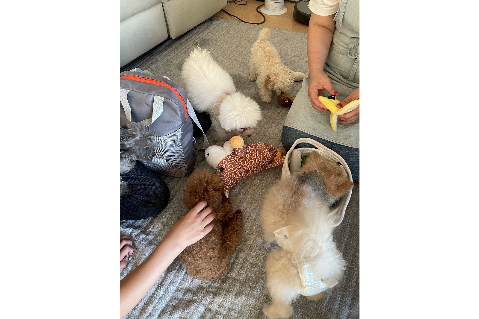 お友達のお家でわちゃわちゃワンパーティー イザ