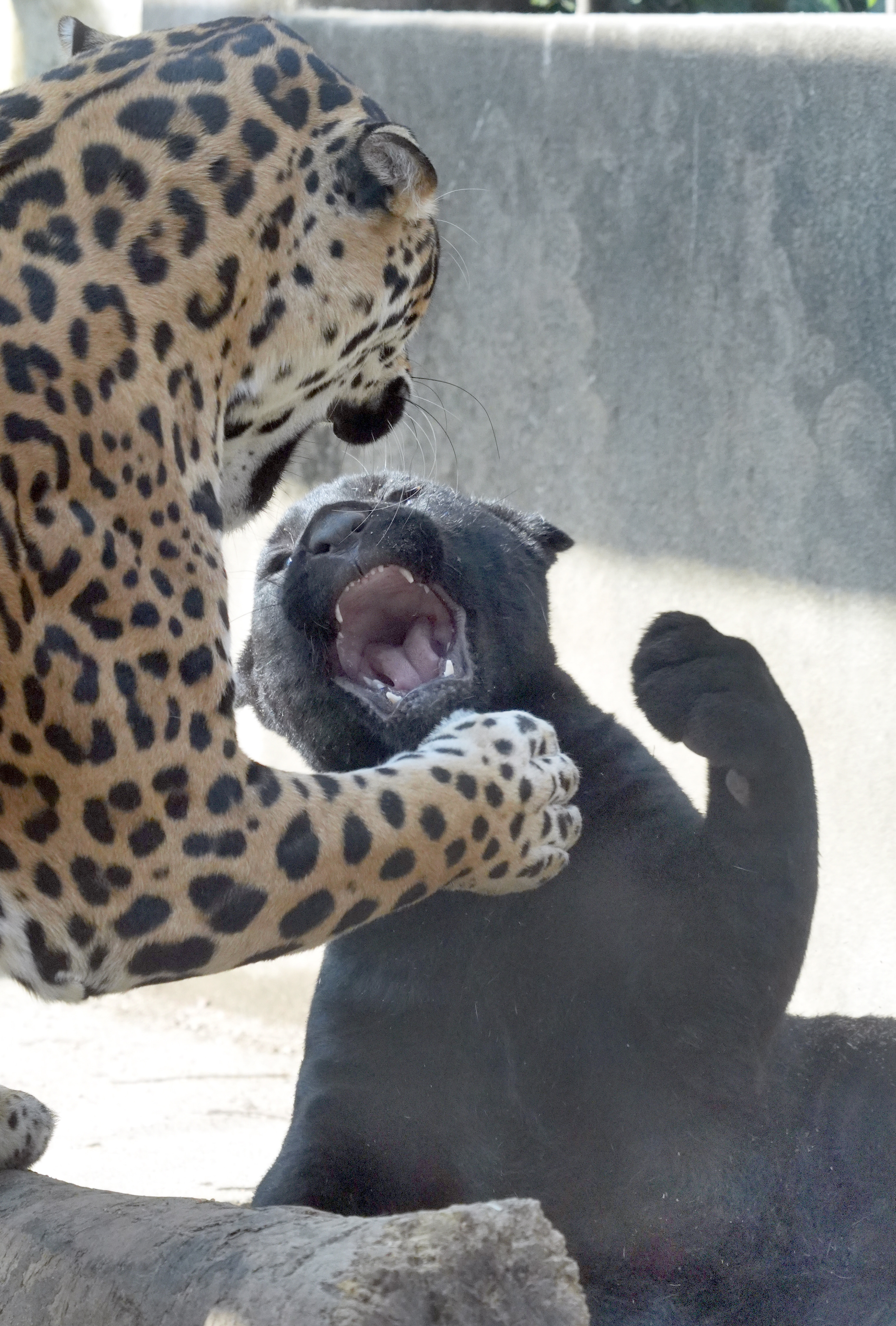 どうぶつ園のニューフェース 大人顔負けの迫力 ジャガーの赤ちゃん 産経ニュース