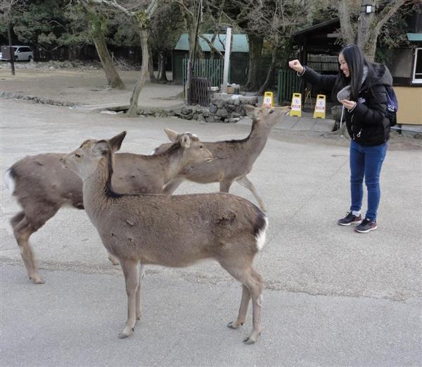 シカせんべいじらされ人の手を噛む 奈良公園のシカ 人的被害が過去最多 中国人の相談６割超 1 2ページ 産経ニュース