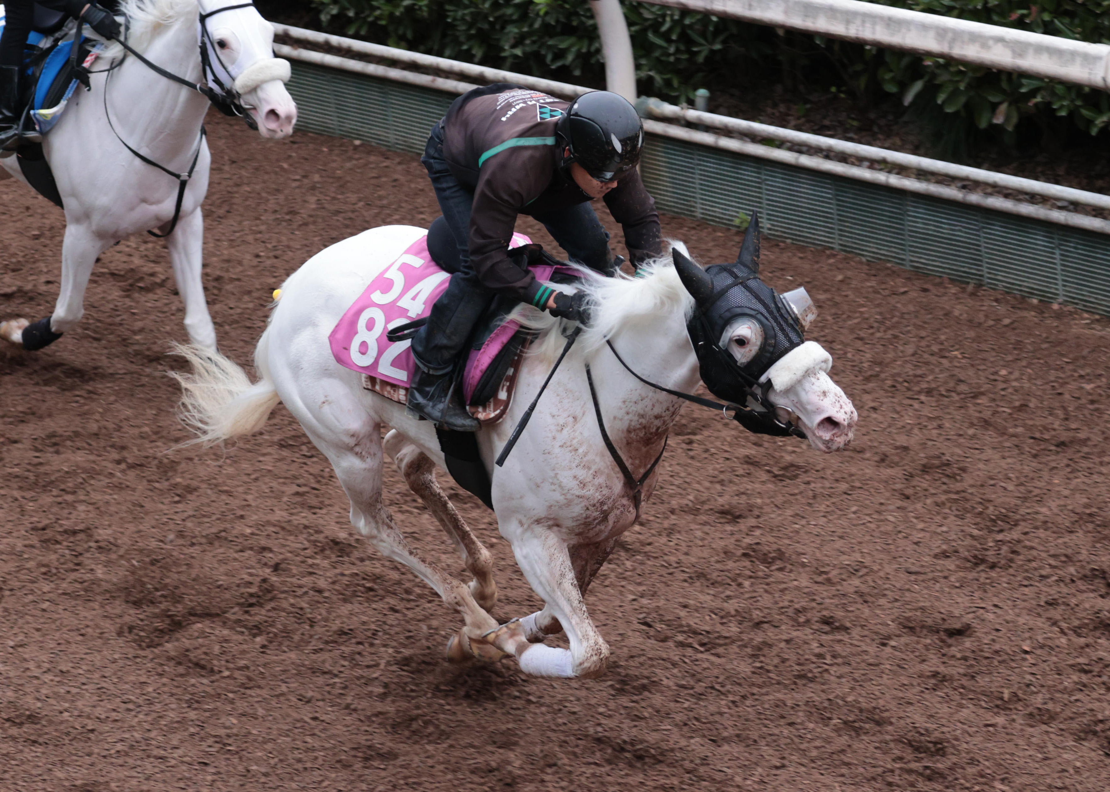 アルテミスS 追い切り】白毛馬マルガ万全の態勢 全兄を瞬時に引き離し