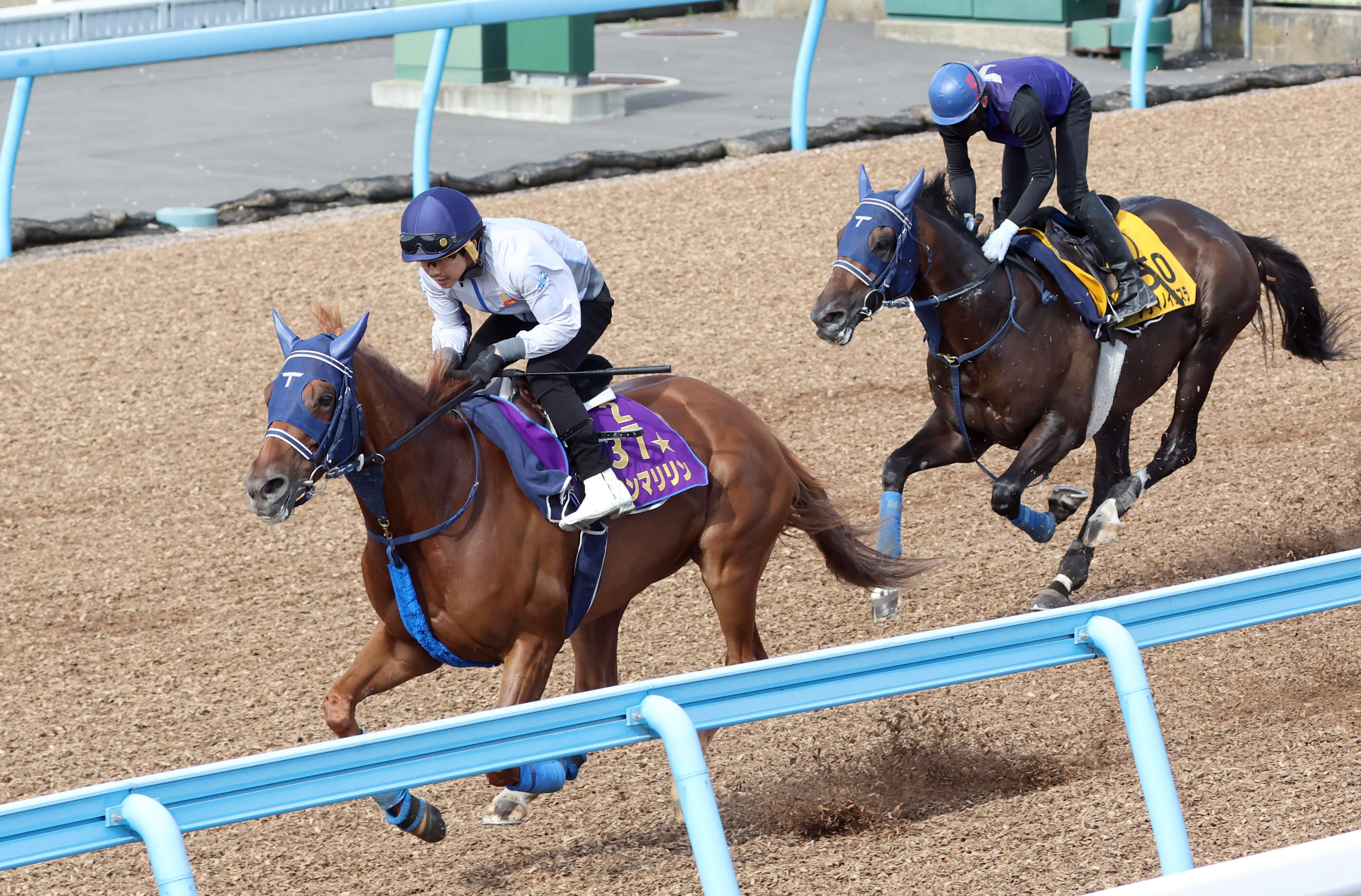 【産経賞オールカマー】２週前追い 手塚厩舎のウインマリリンと ...