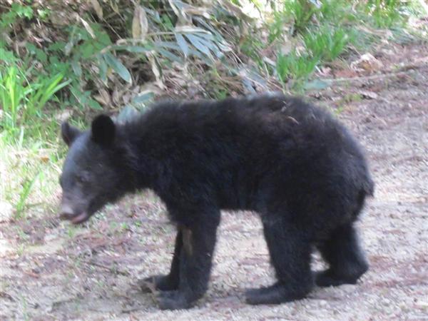 冬眠前のクマに注意を 大量出没の可能性低いものの 里山定着 エサ求めて活発化 産経ニュース