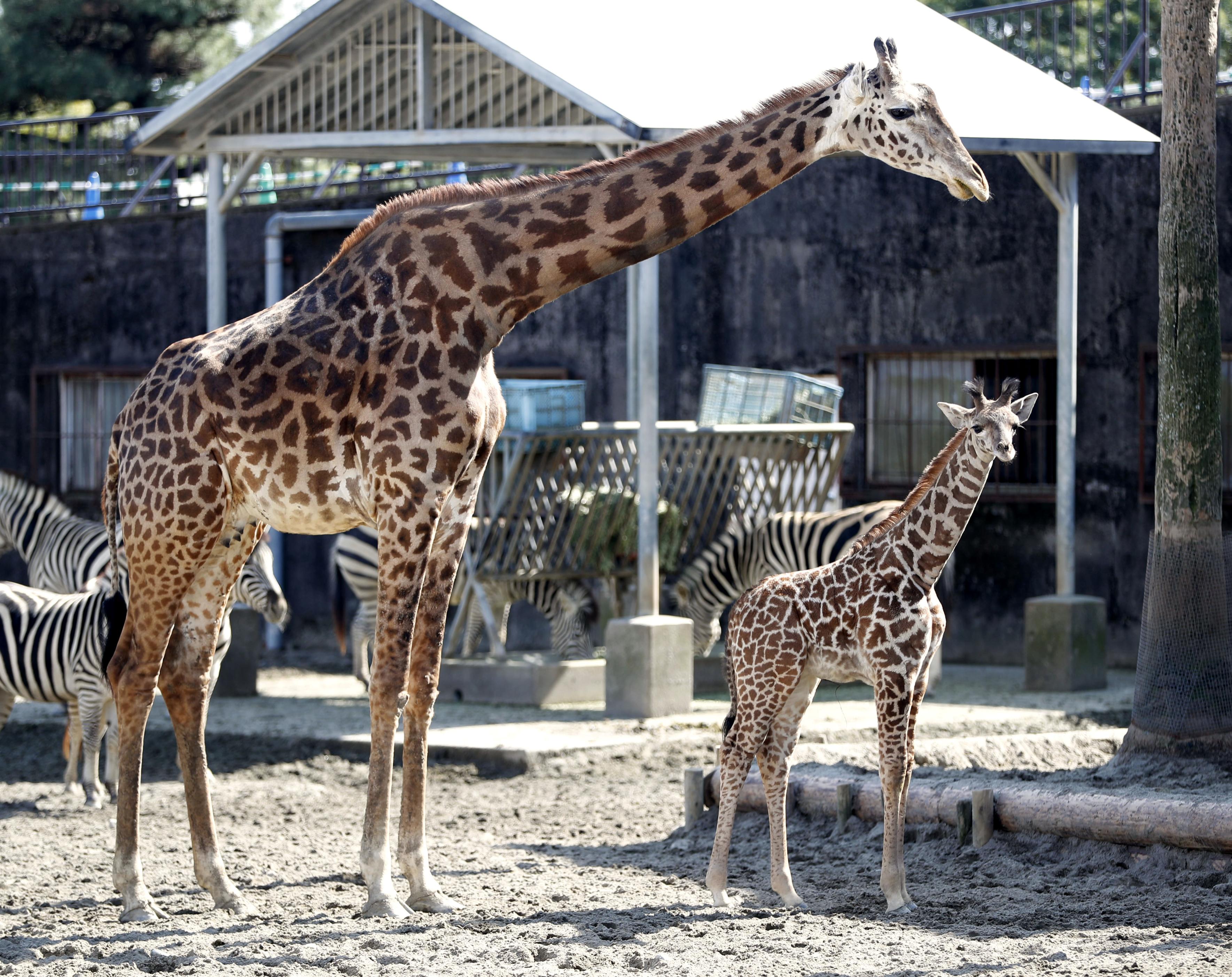 マサイキリン雌の赤ちゃん 国内9頭目、宮崎の動物園 - 産経ニュース