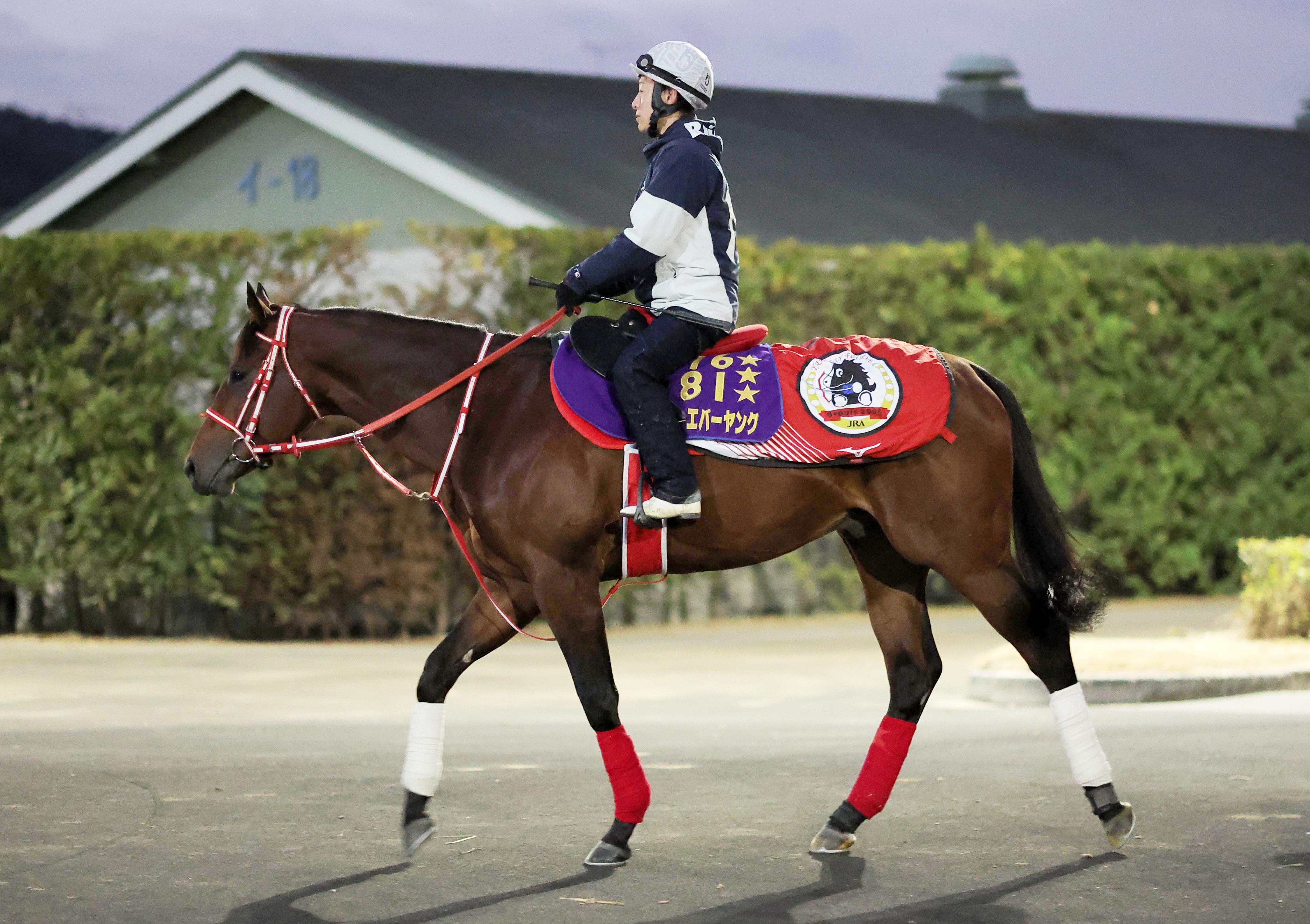 まねき馬カードNo2686フォーエバーヤング年度代表馬sp（未開封）最終値下げ サウジC】フォーエバーヤング連覇へ死角なし 国内最終追い切りで6