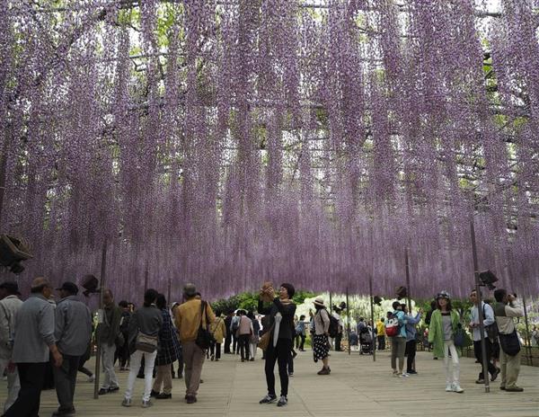 今年は開花が早すぎる ｇｗ前に気をもむ栃木県内のテーマパーク フラワーパークは 次の花が控えている 1 2ページ 産経ニュース