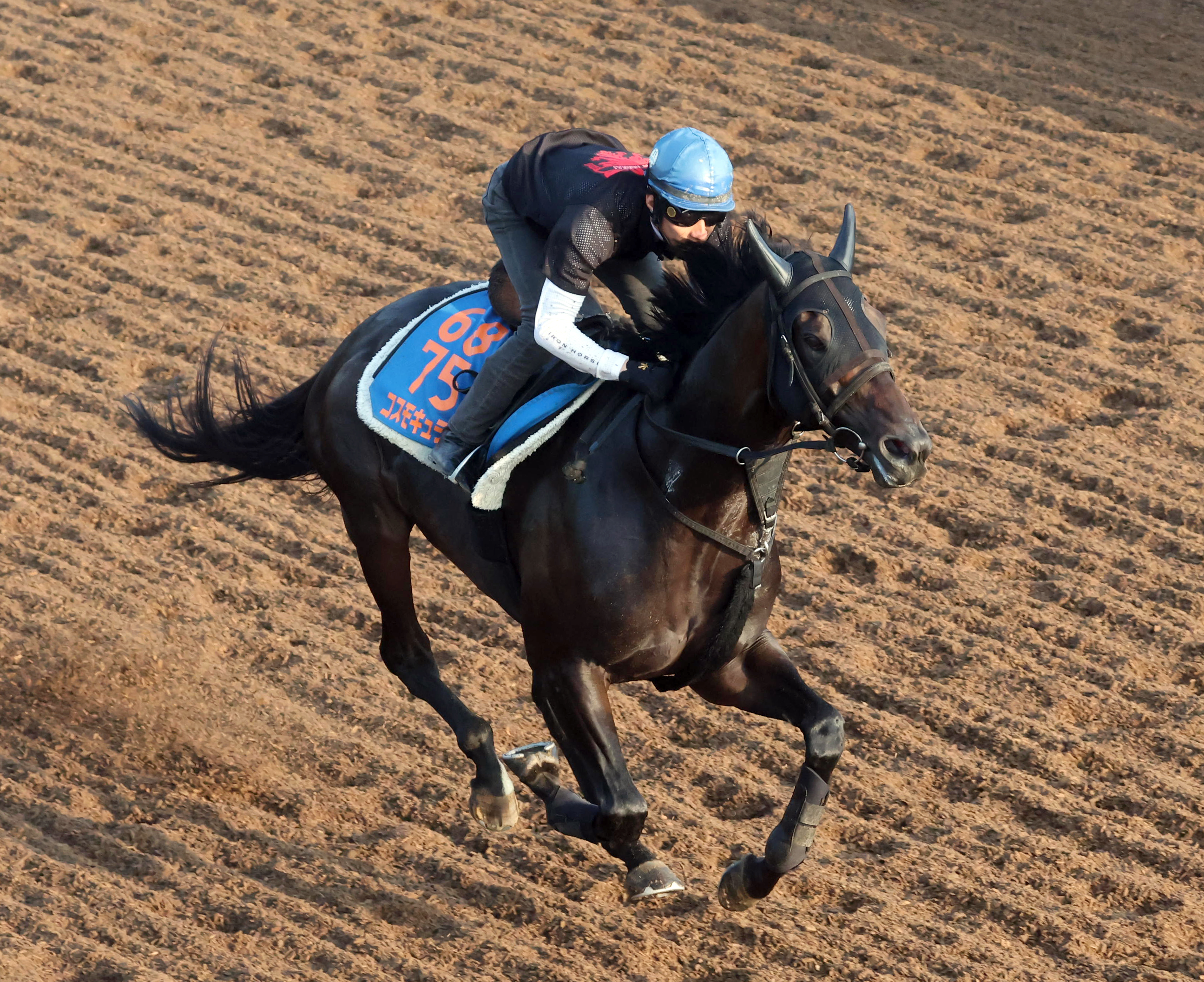 産経賞オールカマー 追い切り】コスモキュランダ馬なりで2馬身先着