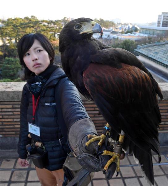 兵庫 西宮市ｖｓカラス ゴミ戦争 これで決着 天敵タカ使った巣襲撃作戦スタート 辛い網 鳴き声誘導 他自治体でも知恵絞り 1 3ページ 産経ニュース