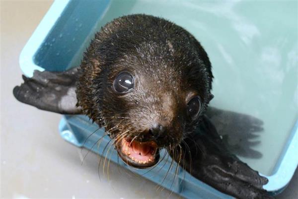 京都水族館でオットセイ赤ちゃん誕生 人なつっこく甘えん坊 ９月１日から公開 名前も募集 産経ニュース