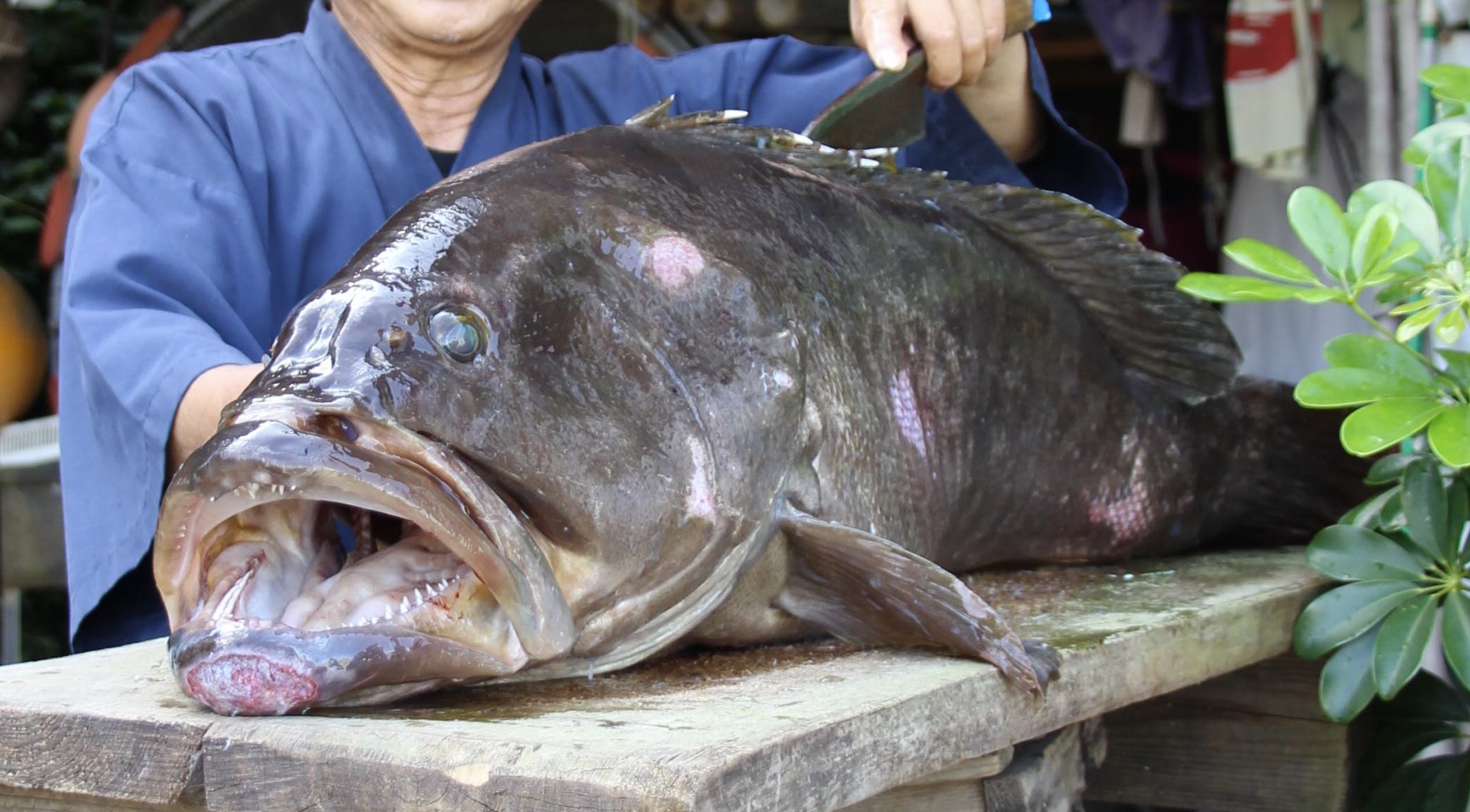 関西の鍋 ほかの魚はもうクエん 脂が絶品 和歌山のクエ鍋 産経ニュース