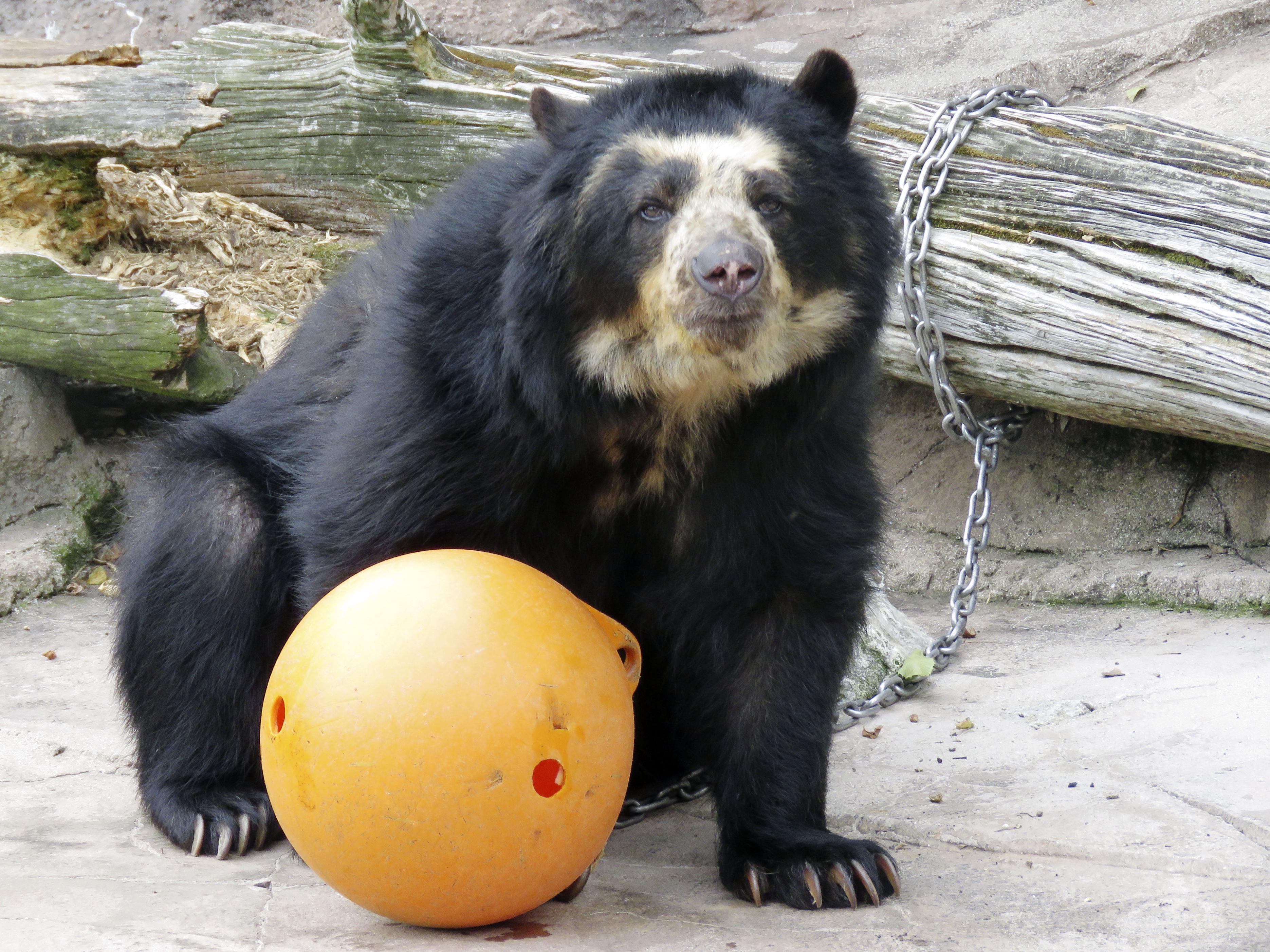 メガネグマ「プッペ」死ぬ 国内最高齢32歳 天王寺動物園で飼育、死因は
