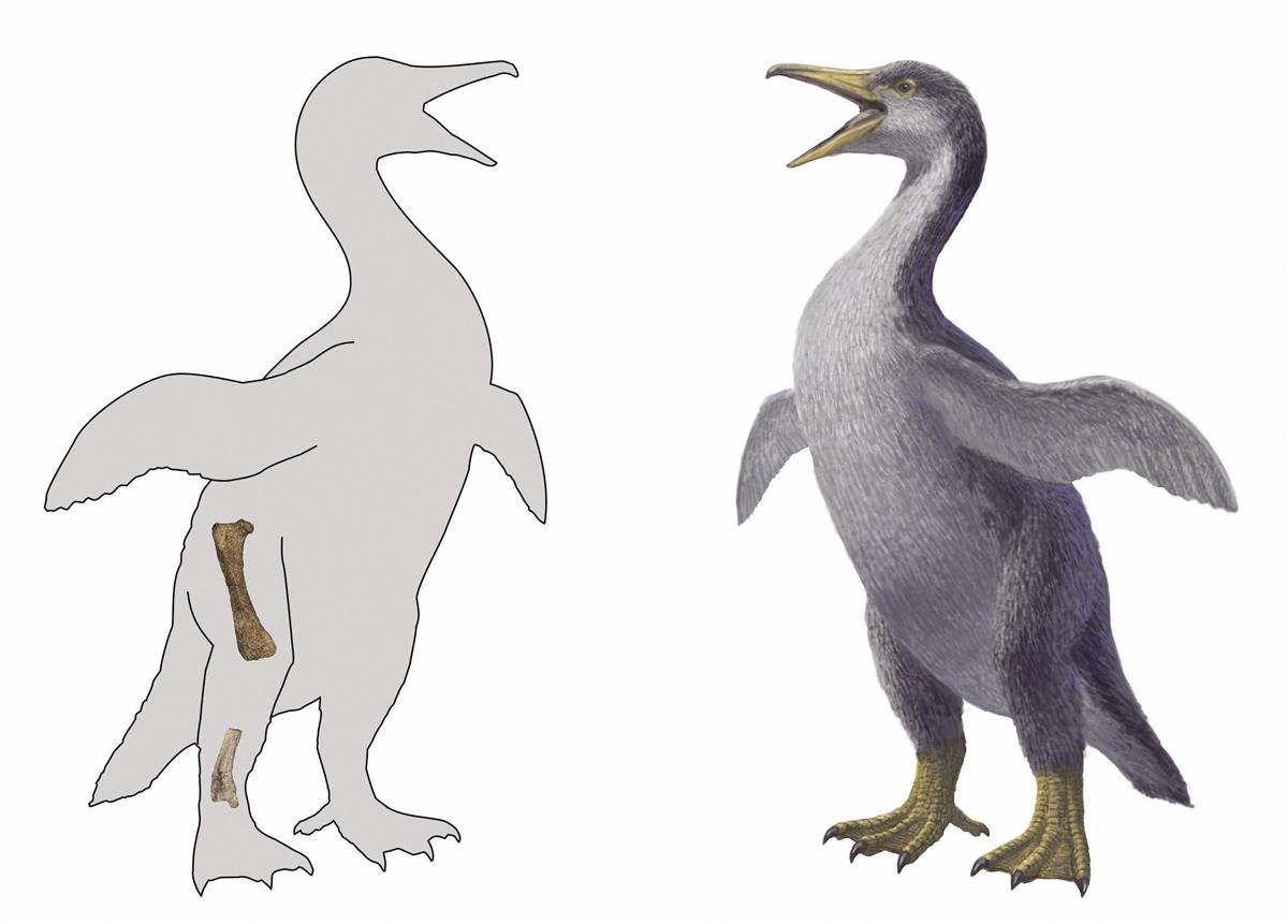 ペンギンモドキの化石発見 世界最古級 長崎で展示 産経ニュース