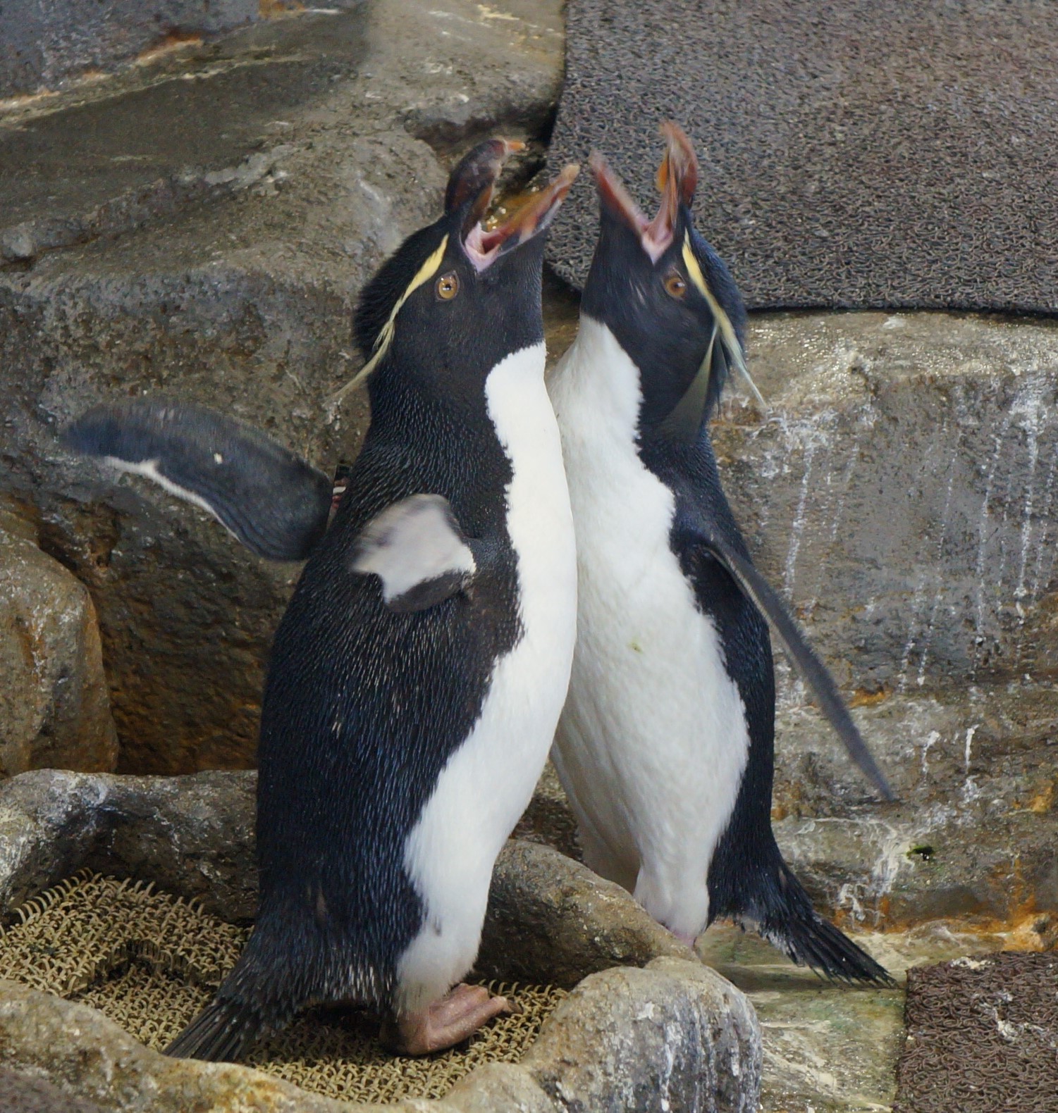 海遊館ｄｉａｒｙ ペンギンたちのラブラブ恋愛事情 産経ニュース