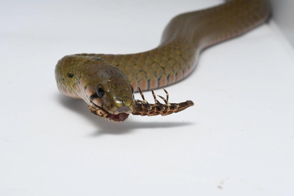 毒蛇 ヤマカガシ 中国ではホタルを食べて毒を獲得 産経ニュース