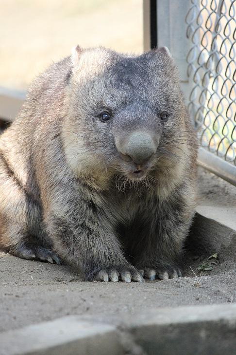ウォンバット、五月山動物園で新たに2頭受け入れへ 大阪・池田市長「PR