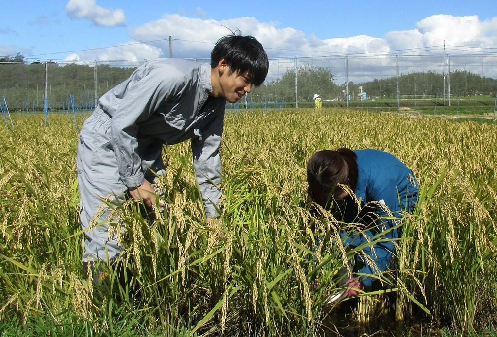 春の手間省きたい イネの初冬直播き栽培 実用化に大きな一歩 1 2ページ 産経ニュース