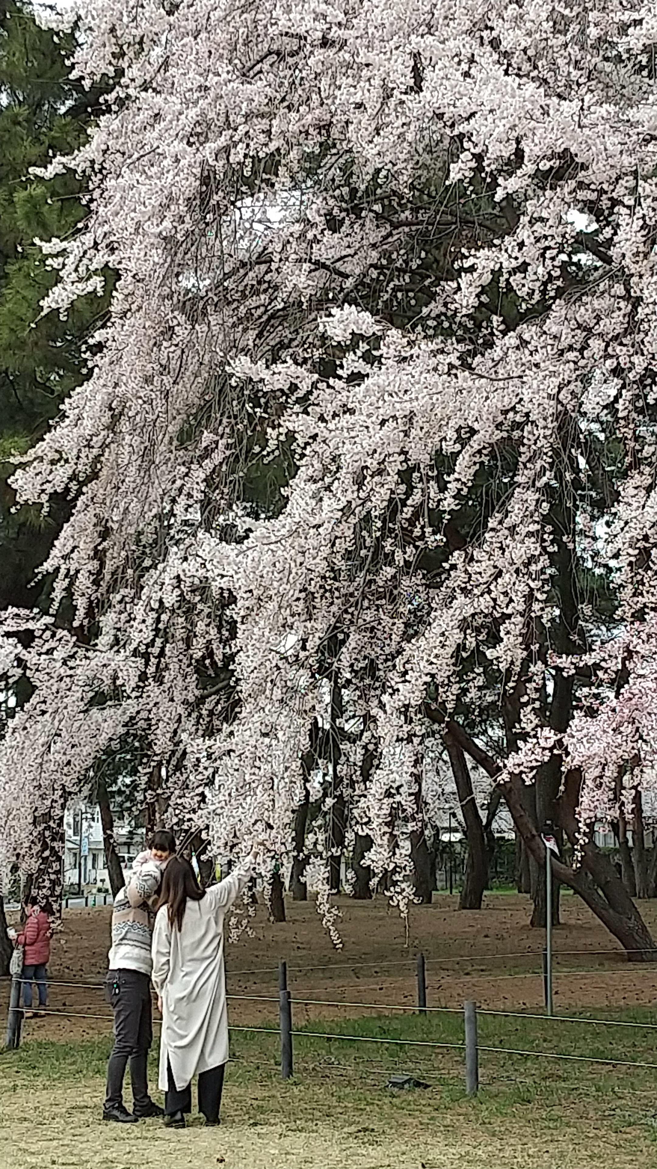前橋 敷島公園の枝垂れ桜が見頃 産経ニュース