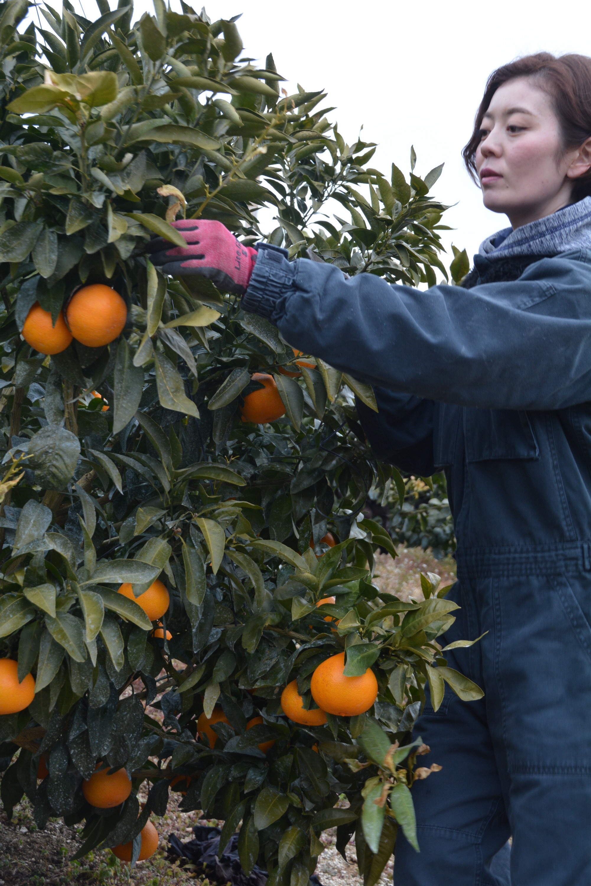 ぺろ　紅ぷりせとか4kg+甘平せとか紅ぷり3kgぐるりん ぺろ様専用 紅ぷりせとか4kg+甘平せとか紅ぷり3kgぐるりん