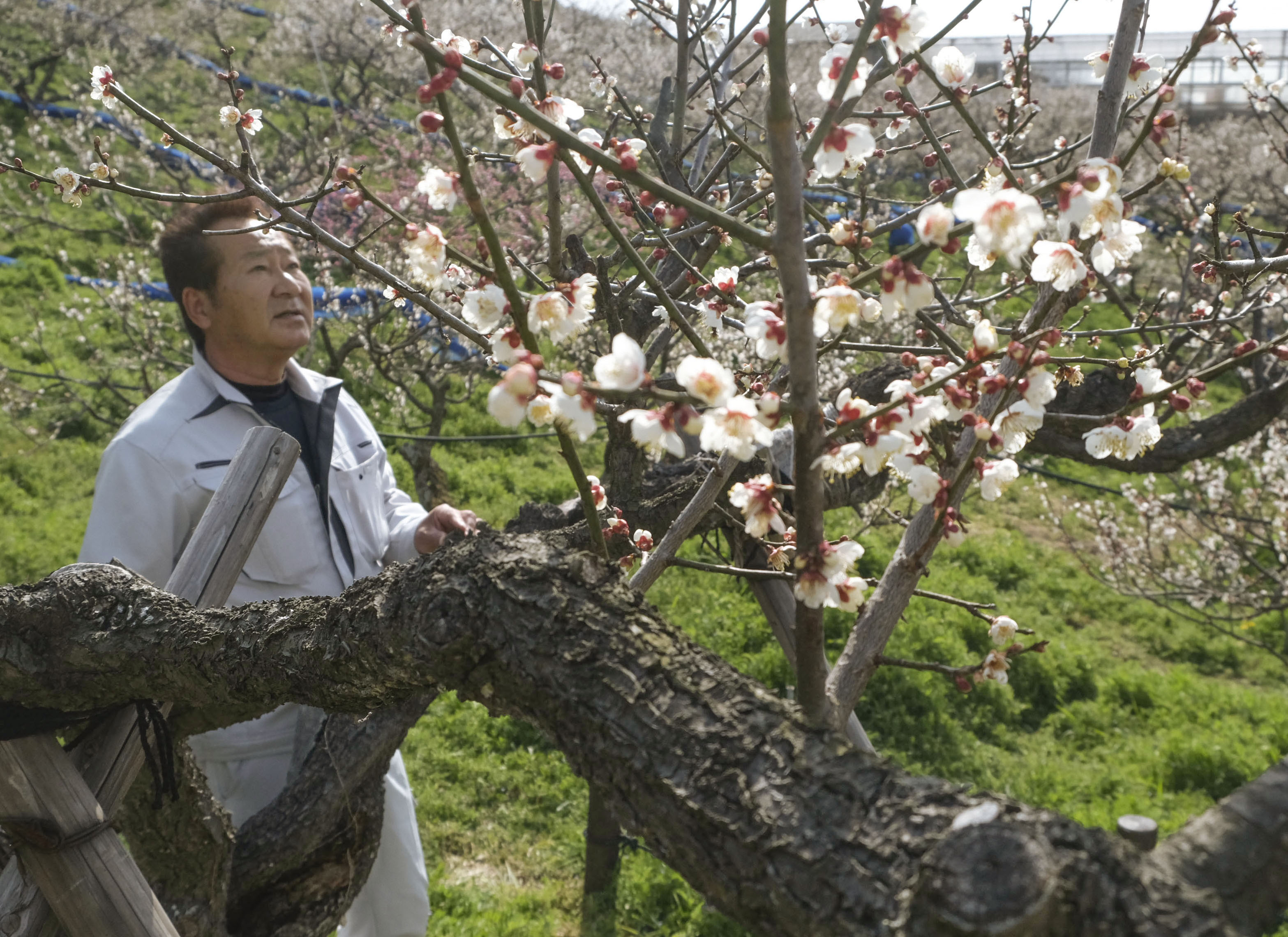 南高梅　成木　樹齢8年 南高梅 成木 樹齢8年 南高梅 成木 樹齢8年