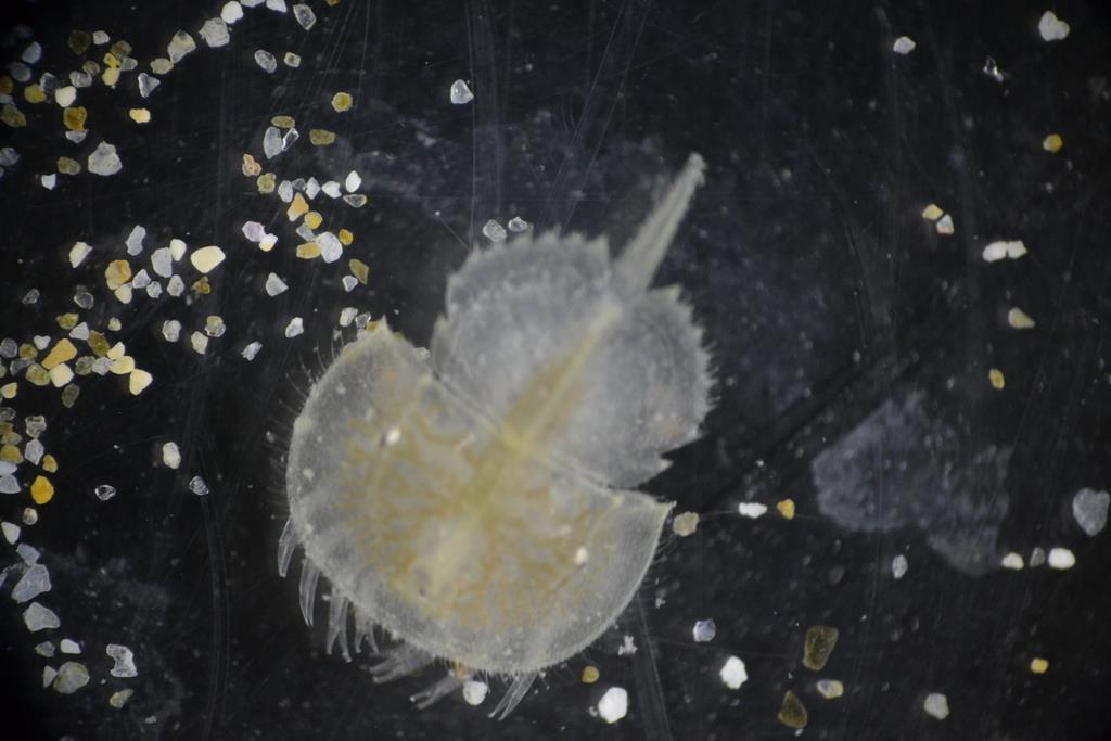 生きている化石 アメリカカブトガニ孵化 和歌山の水族館 産経ニュース