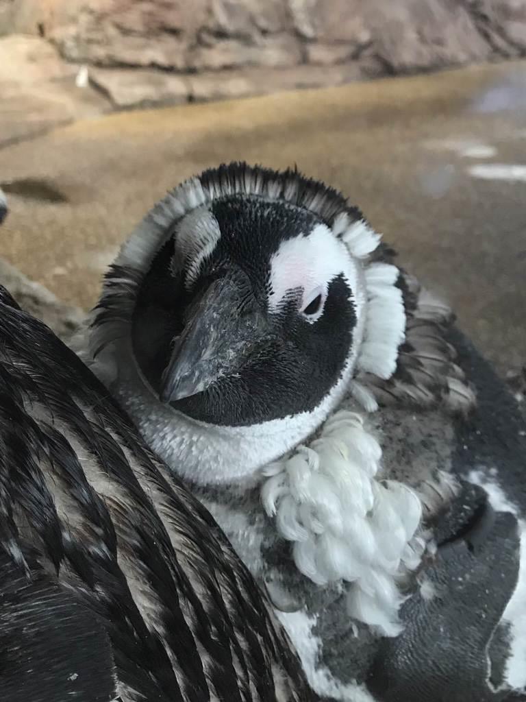 ペンギンが羽生え替わり 京都水族館 産経ニュース