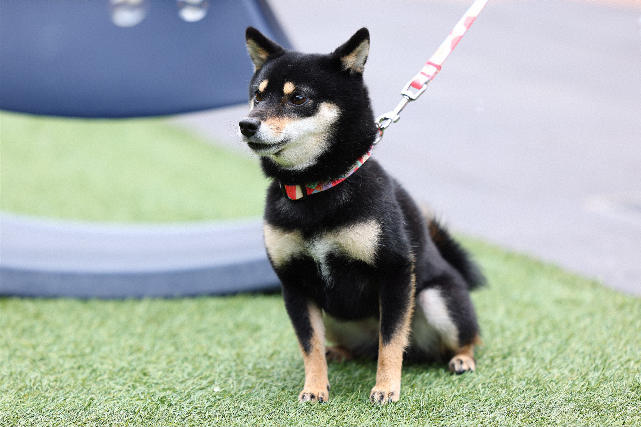画像・写真】「初恋DOGs」愛子（清原果耶）の愛犬、黒豆柴サクラ（mie