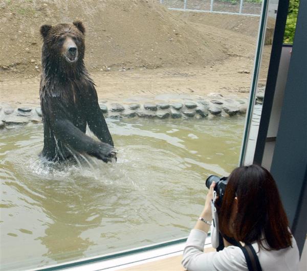 ヒグマ襲われ死ぬ 秋田の熊牧場 仲間とけんか 産経ニュース