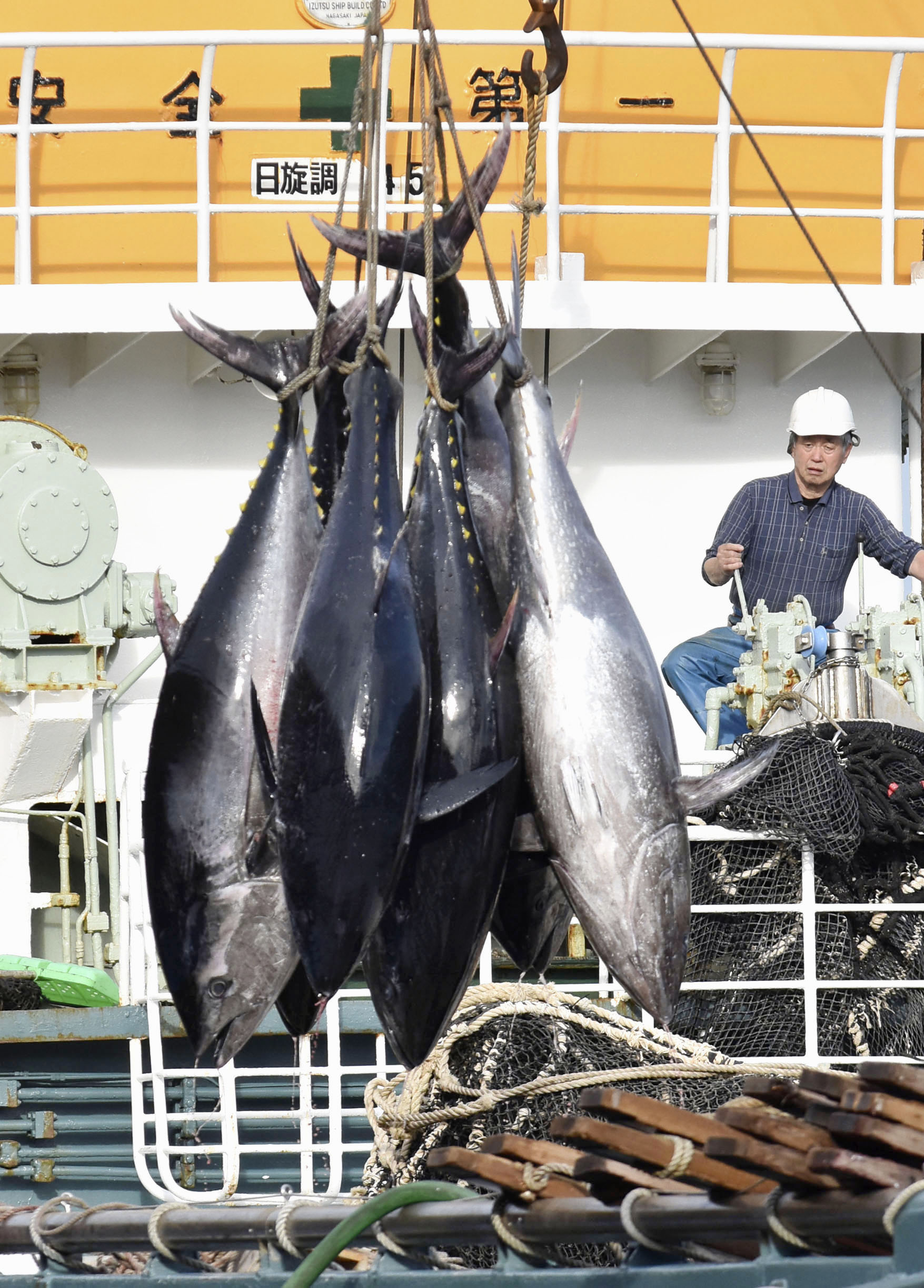 クロマグロ 境港で初水揚げ ２００キロの特大サイズも サンスポ