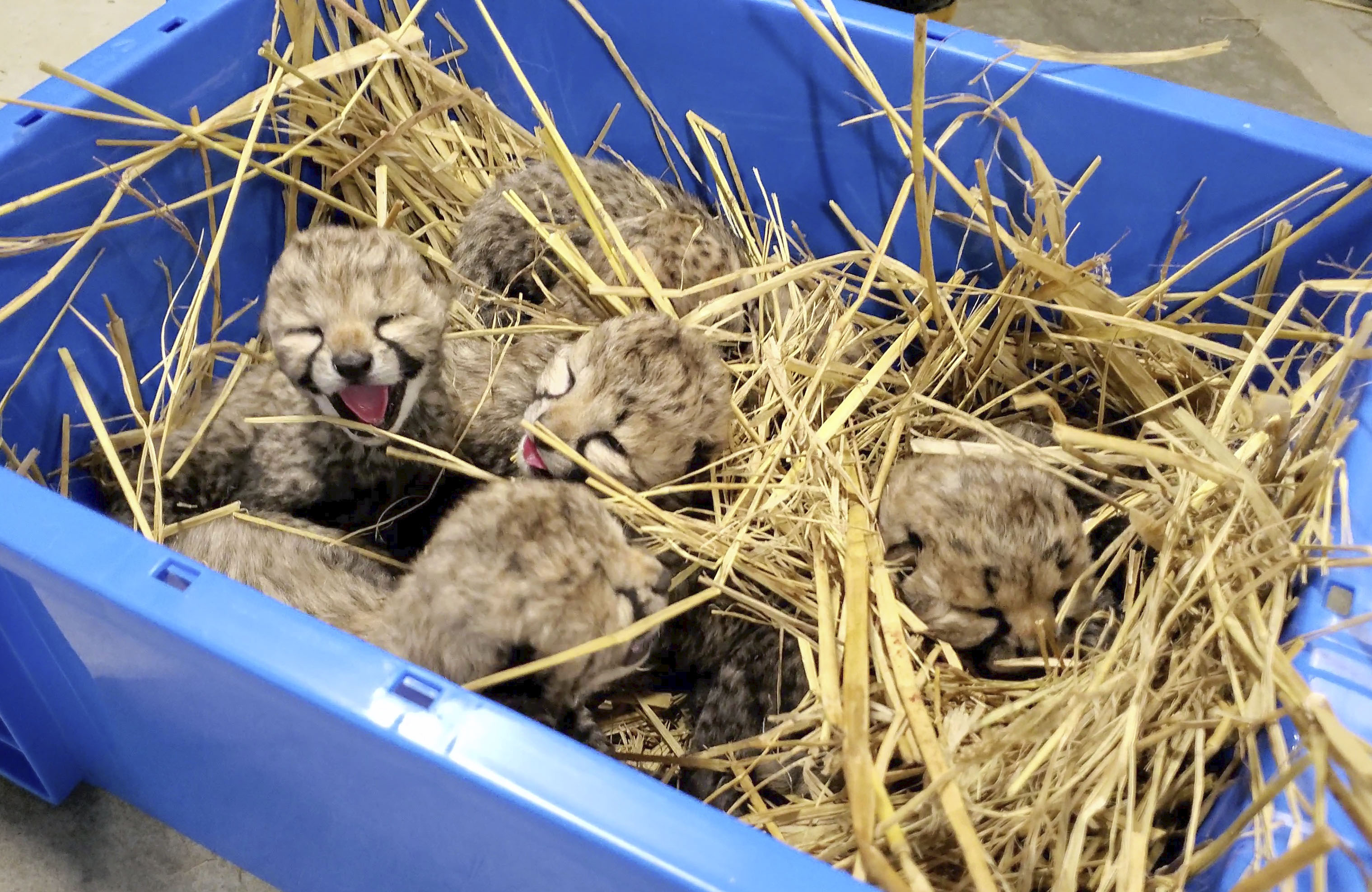 チーター赤ちゃん６頭誕生 千葉市動物公園９月公開へ 産経ニュース