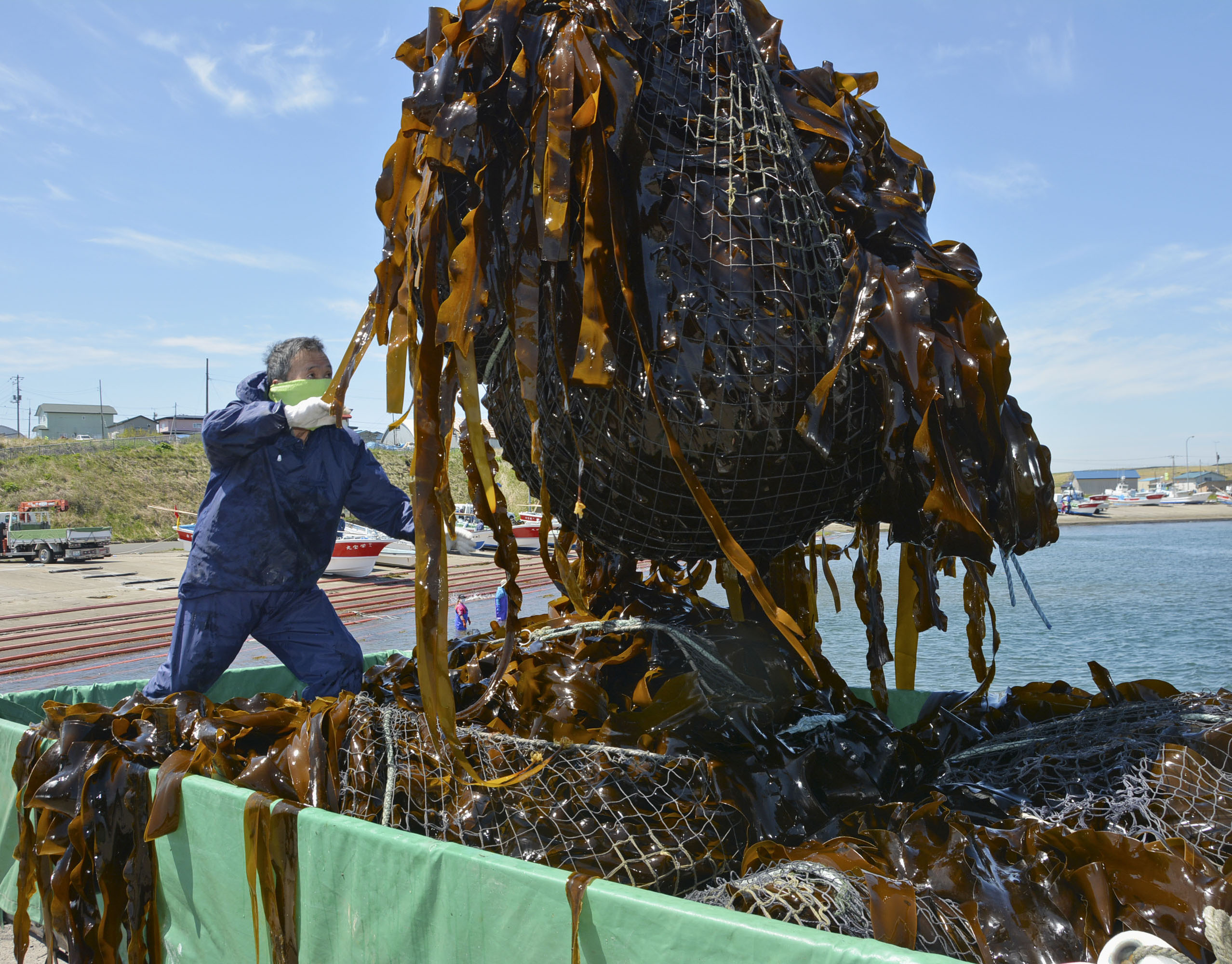 北方領土昆布歯舞諸島、２００グラム5袋賞味期限２０２６年4月 歯舞早煮昆布『期間限定採取品』 – Aコープ中標津店 あるる